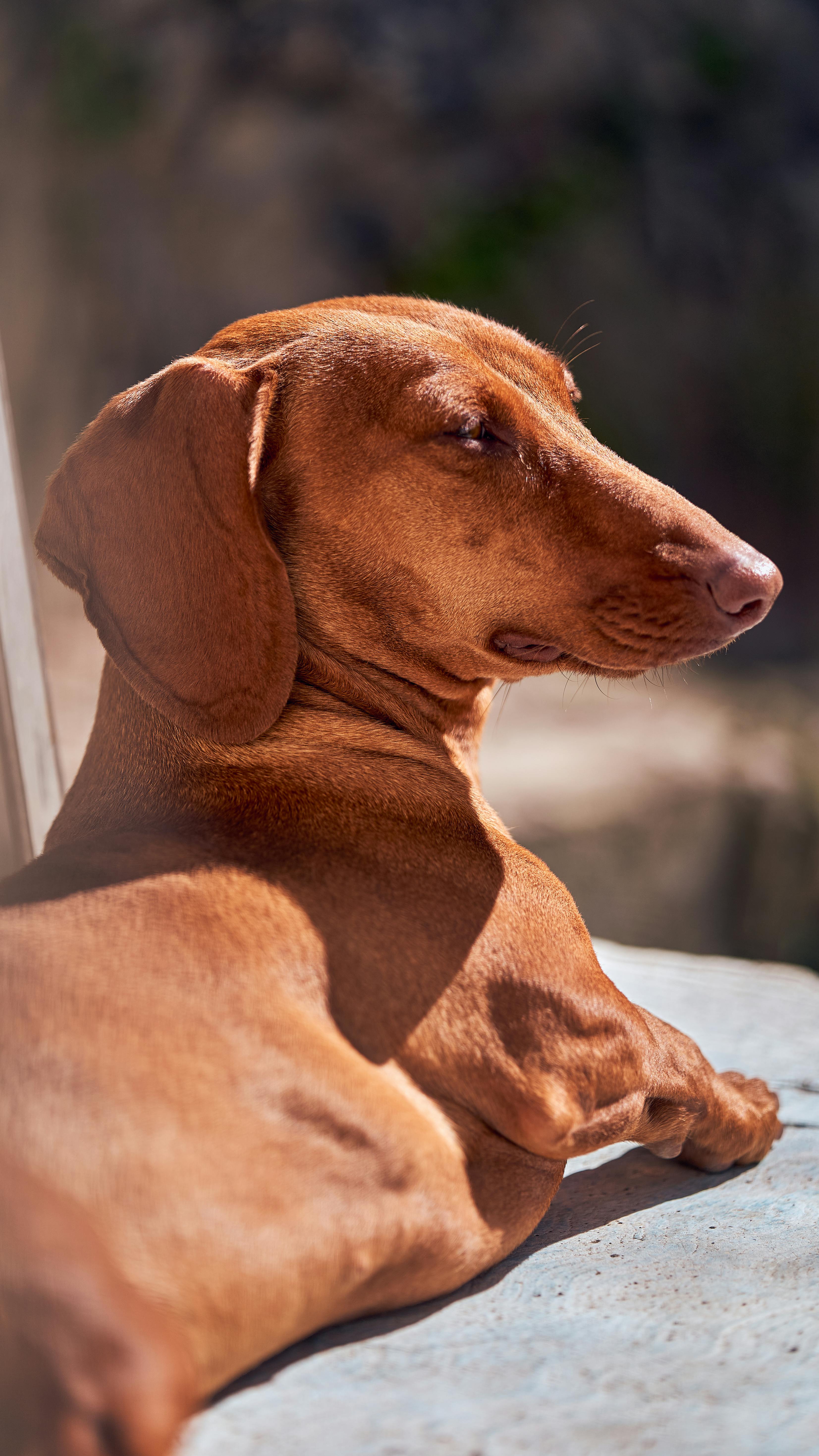 Resting Red Dachshund