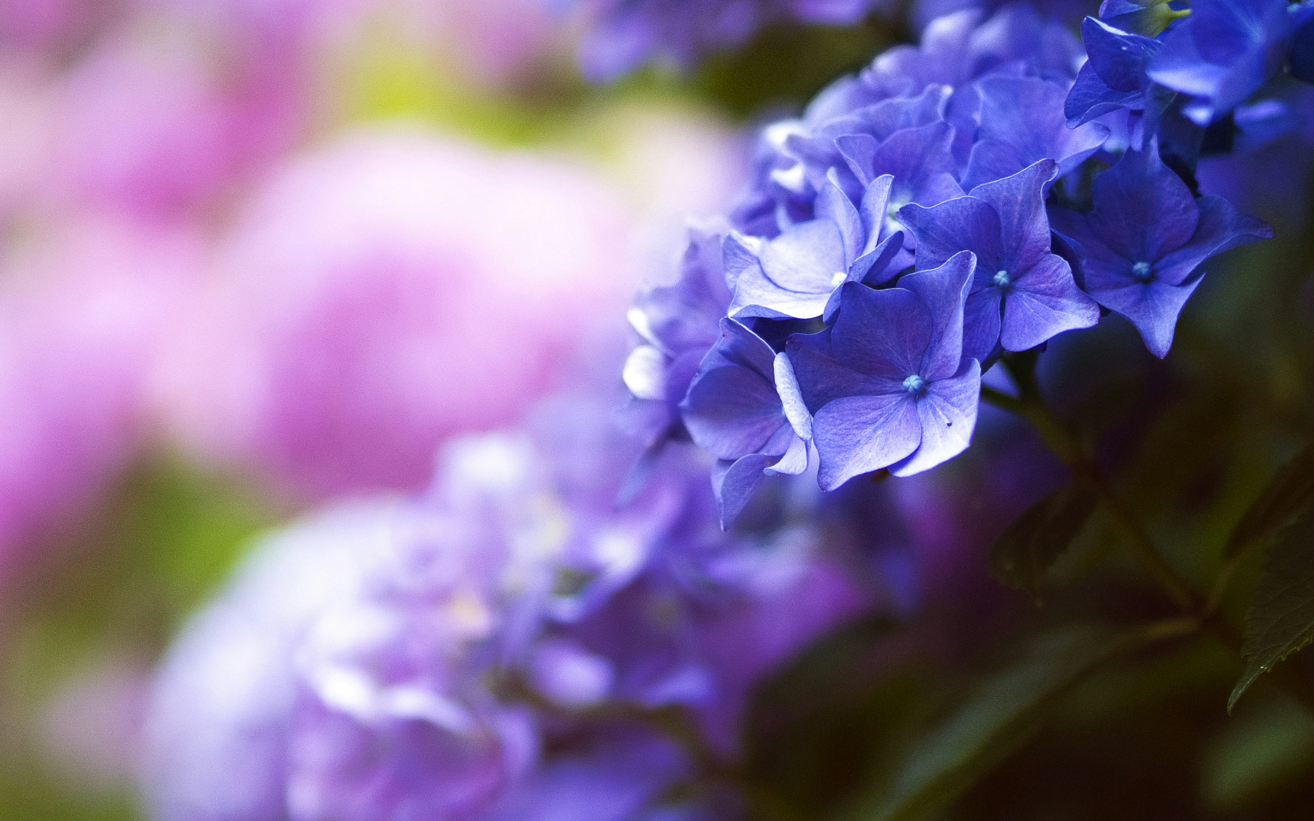 Blue Purple Hydrangea Close-up
