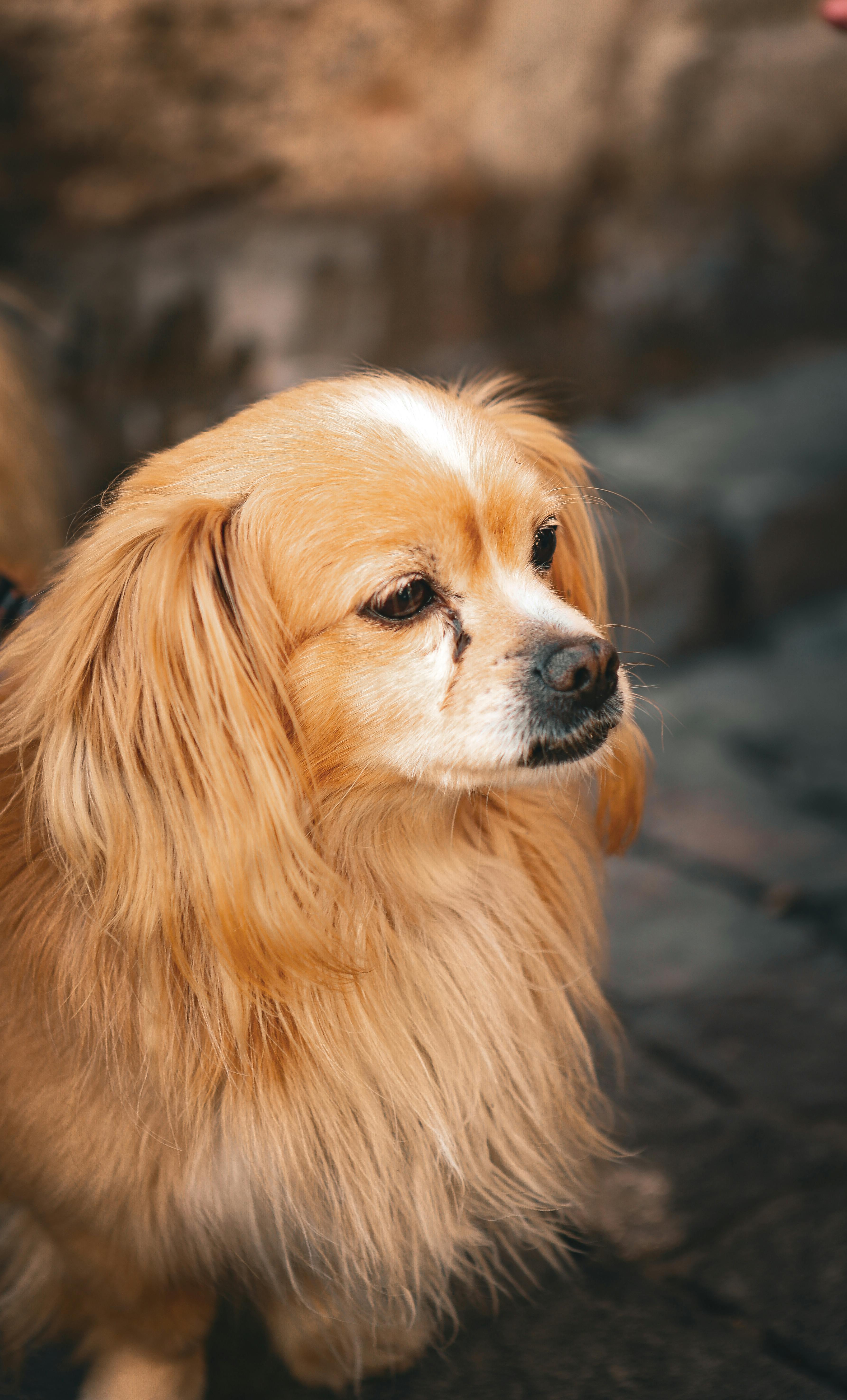 Golden Long-haired Dog Close-up