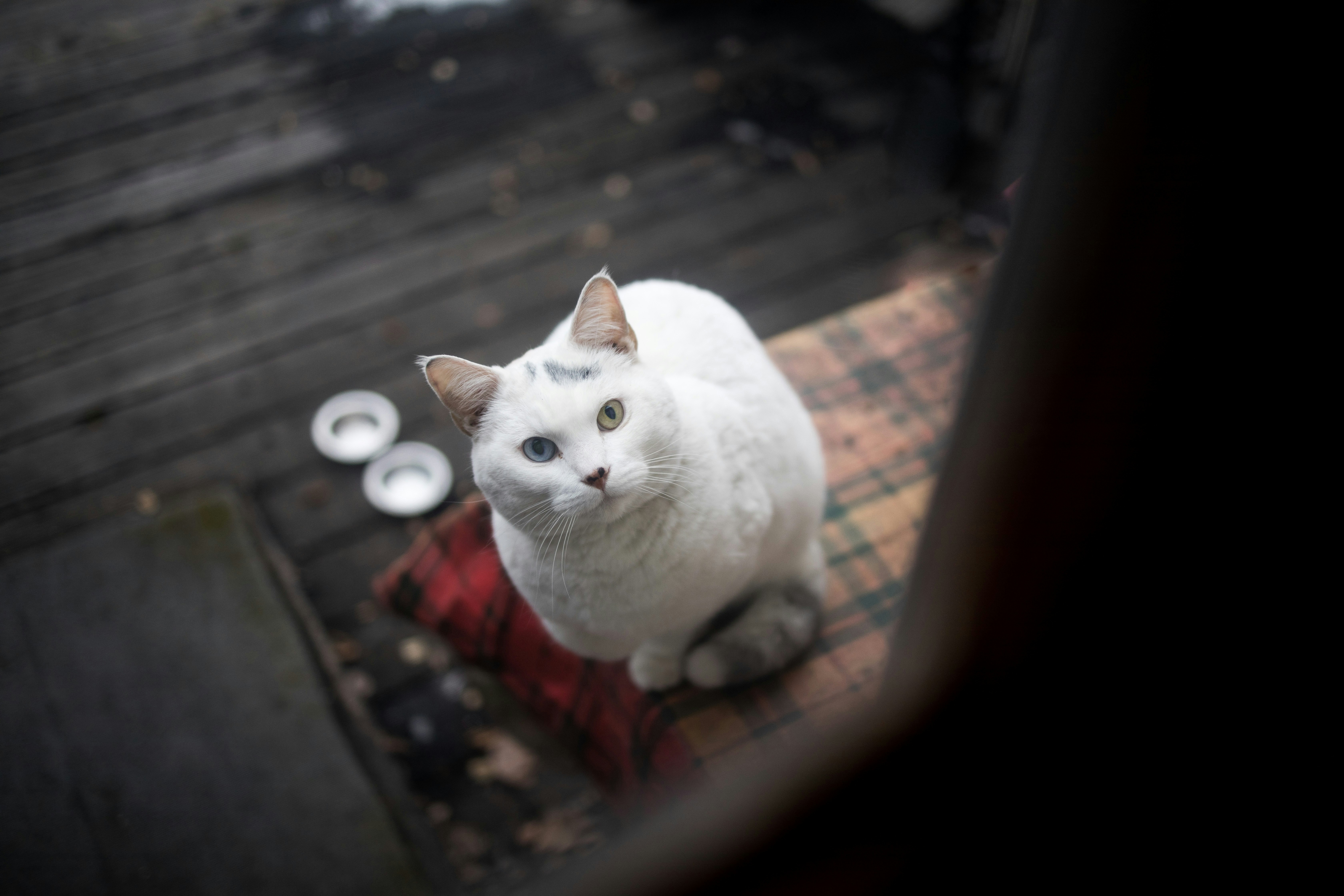 Odd-eyed White Cat At Doorstep