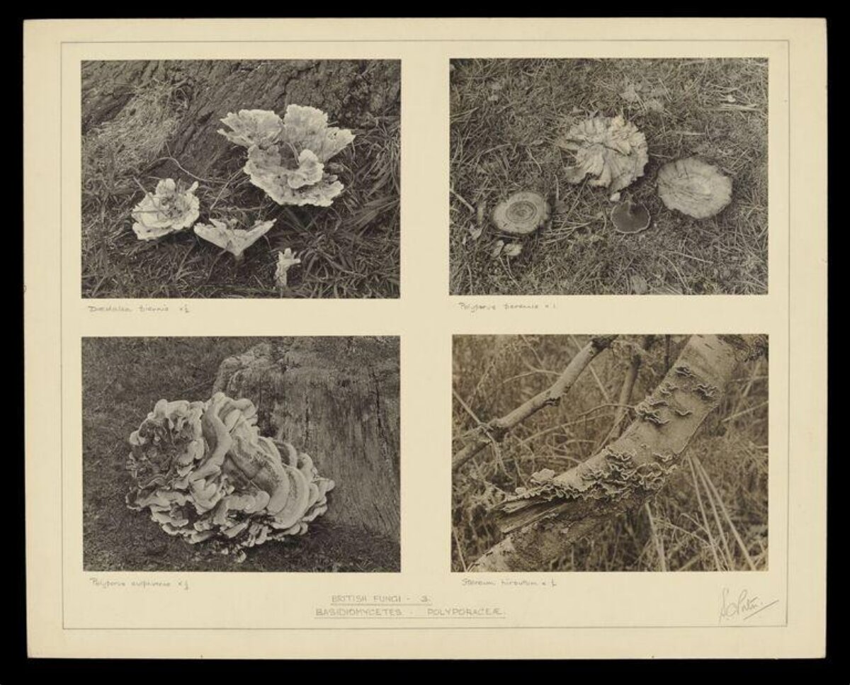 Vintage British Fungi Photographic Plate