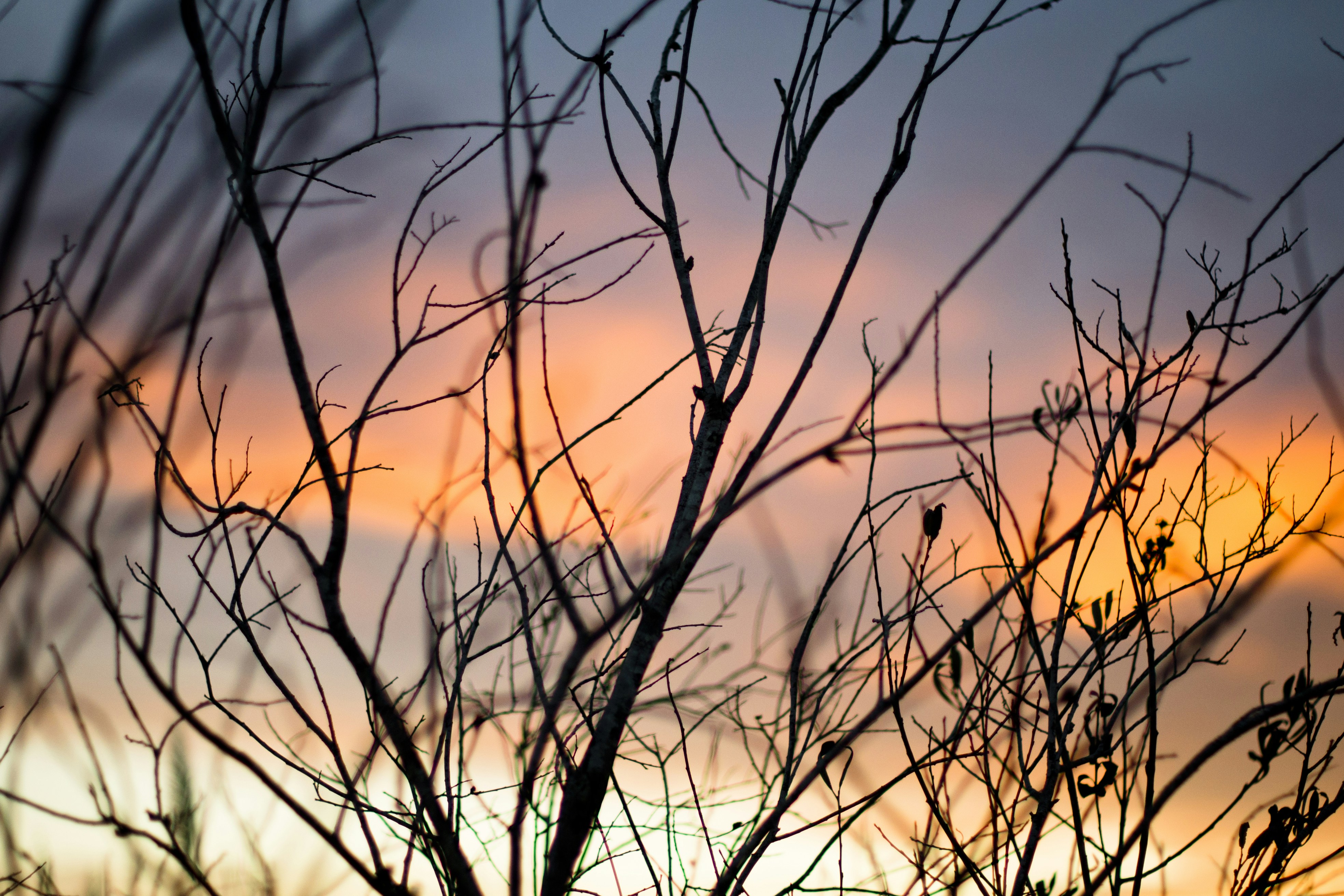 Bare Branches Against Sunset Sky