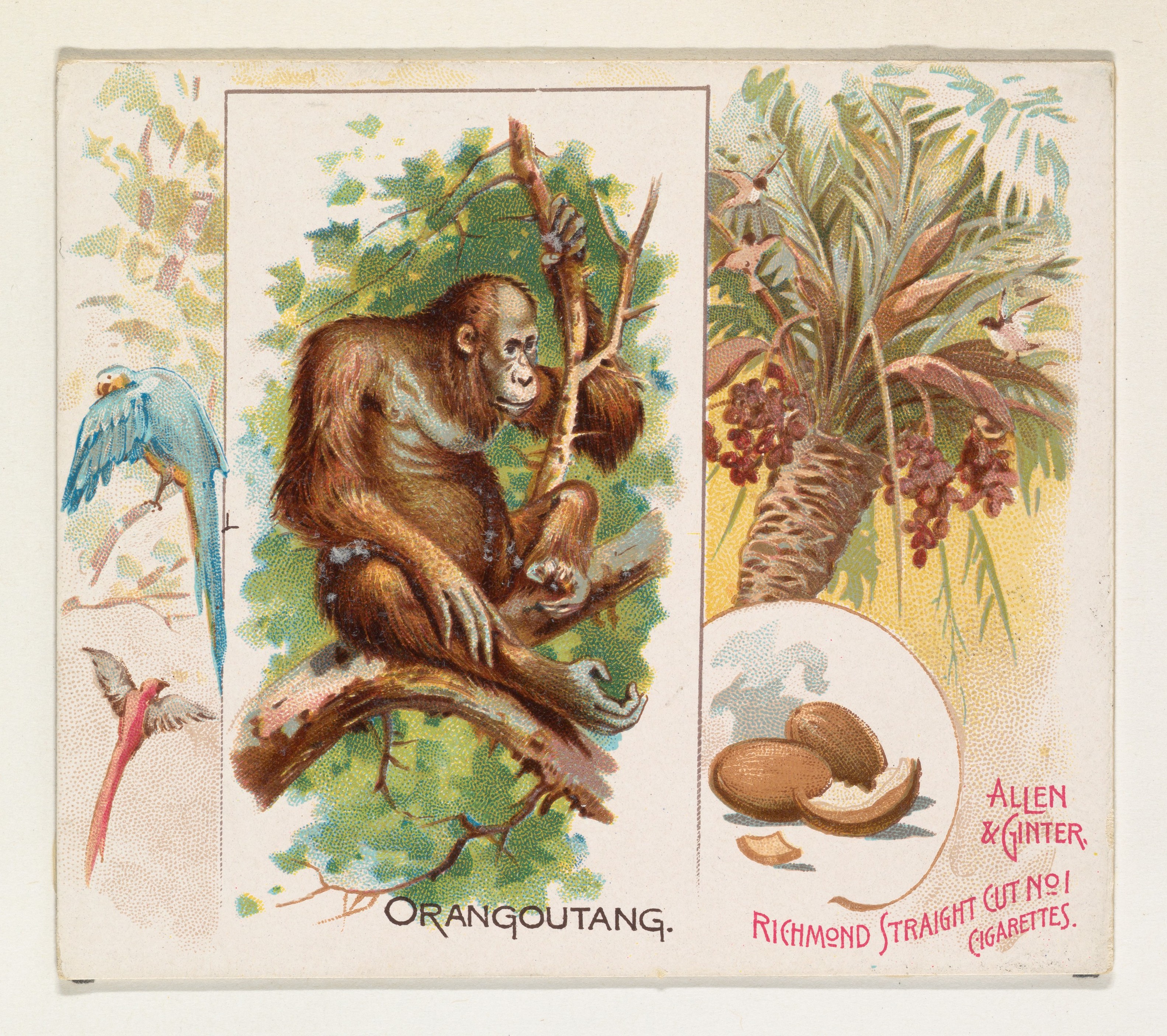 Vintage Orangoutang Cigarette Card