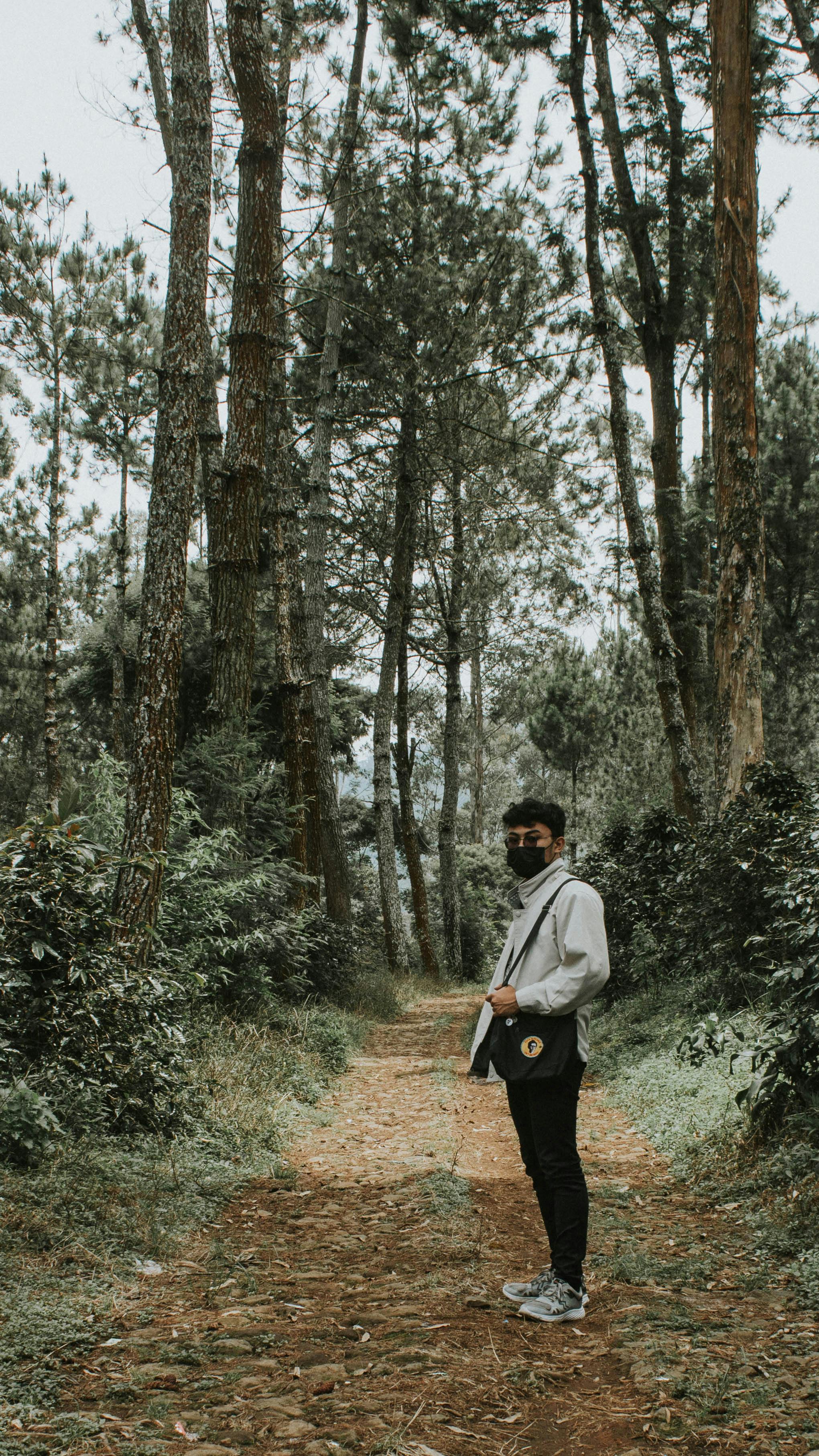 Hiker in Pine Forest
