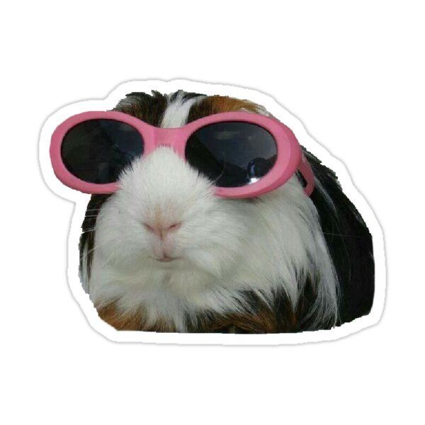 Guinea Pig Wearing Pink Sunglasses