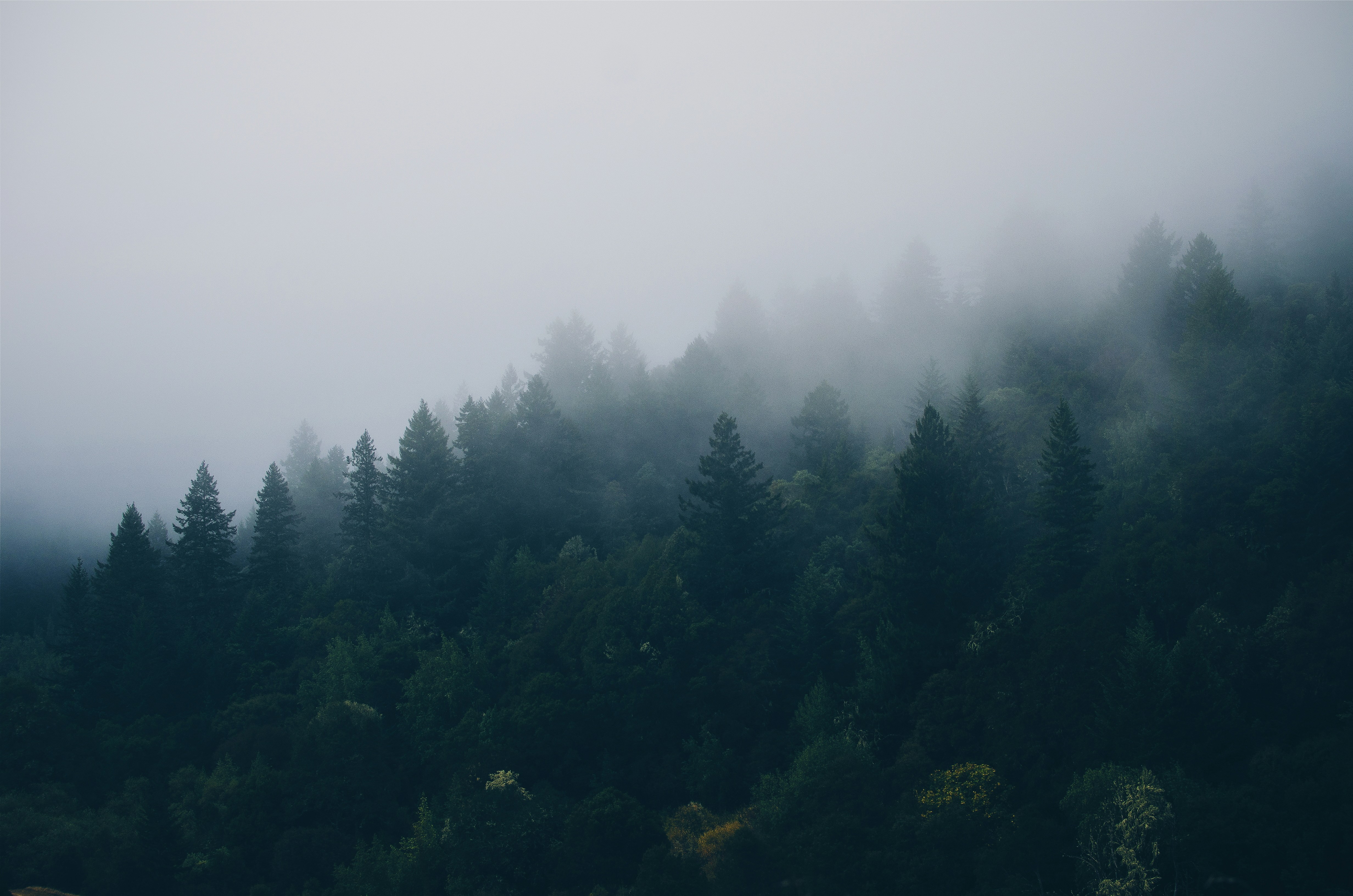 Foggy Hillside Coniferous Forest