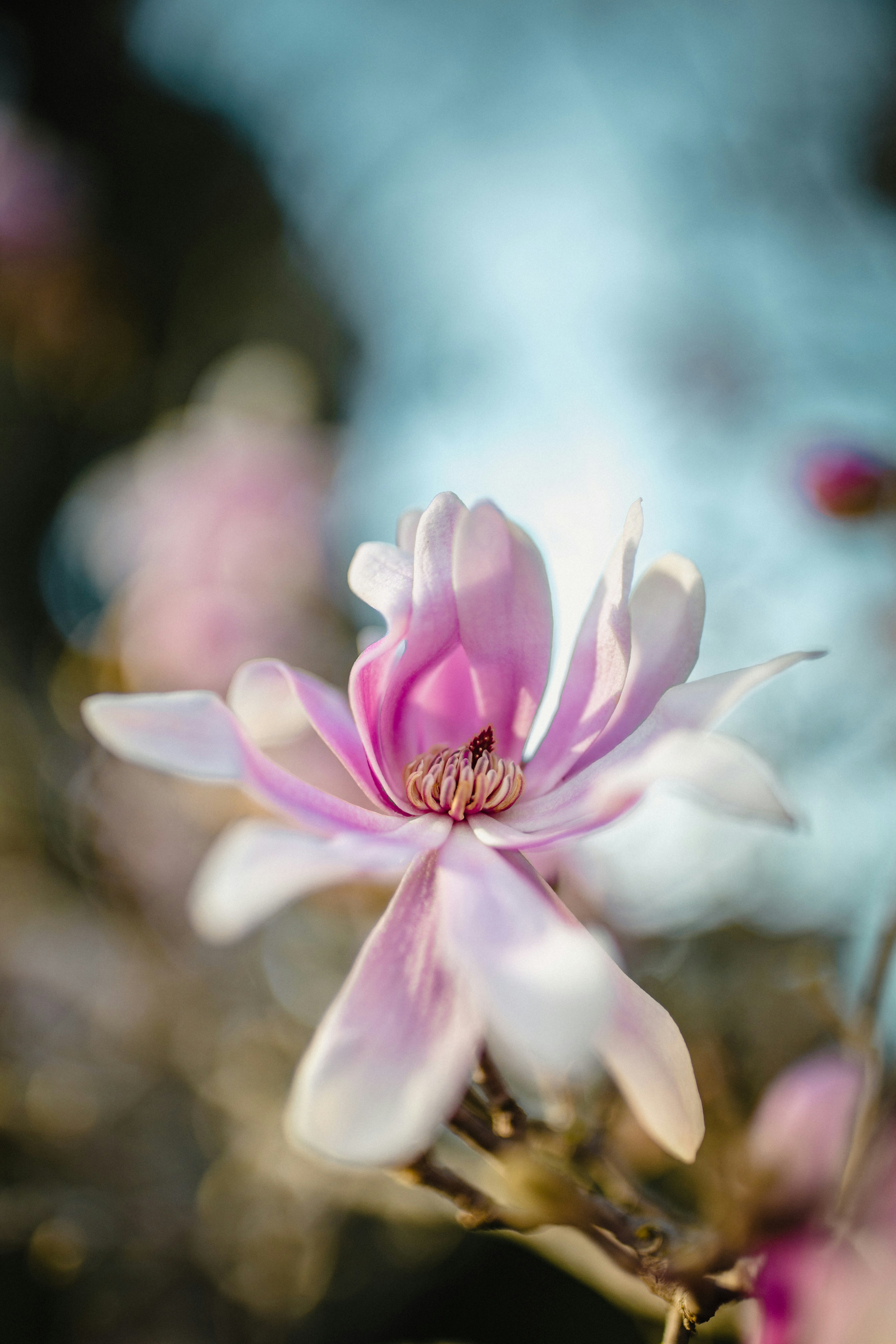 Close-up of Pink Magnolia Flower