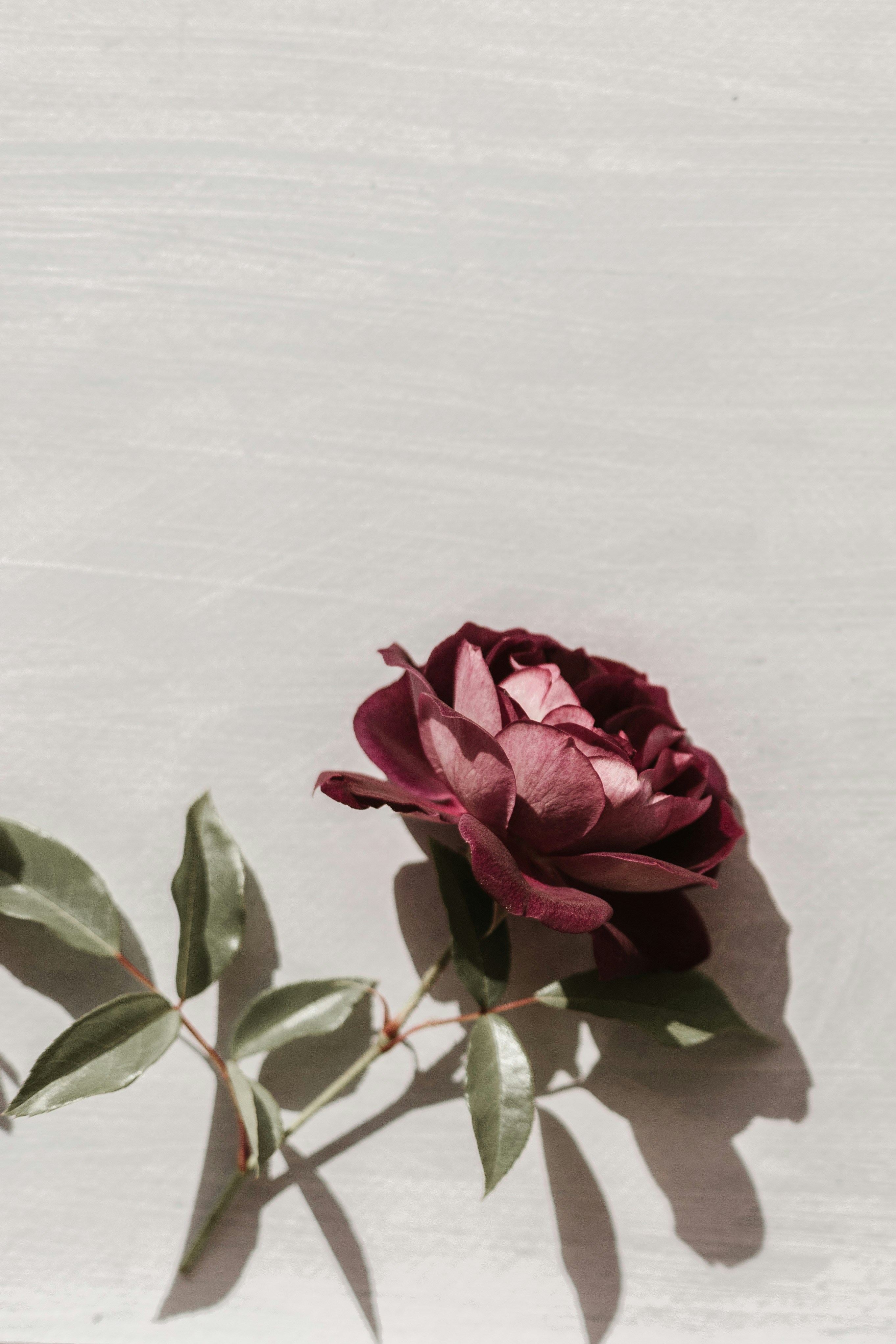 Dark Red Rose on Light Wood