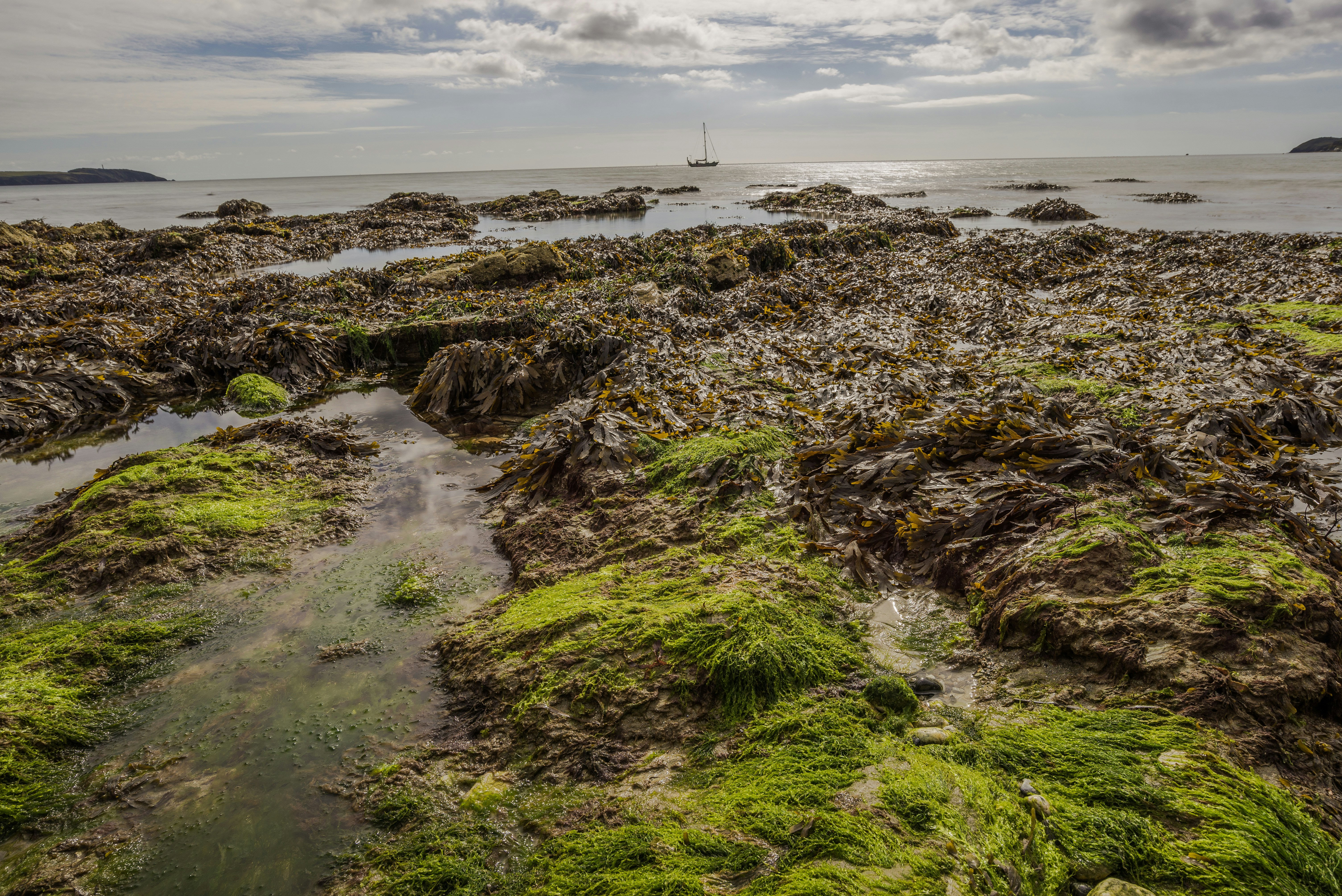 Low Tide Rocky Seashore