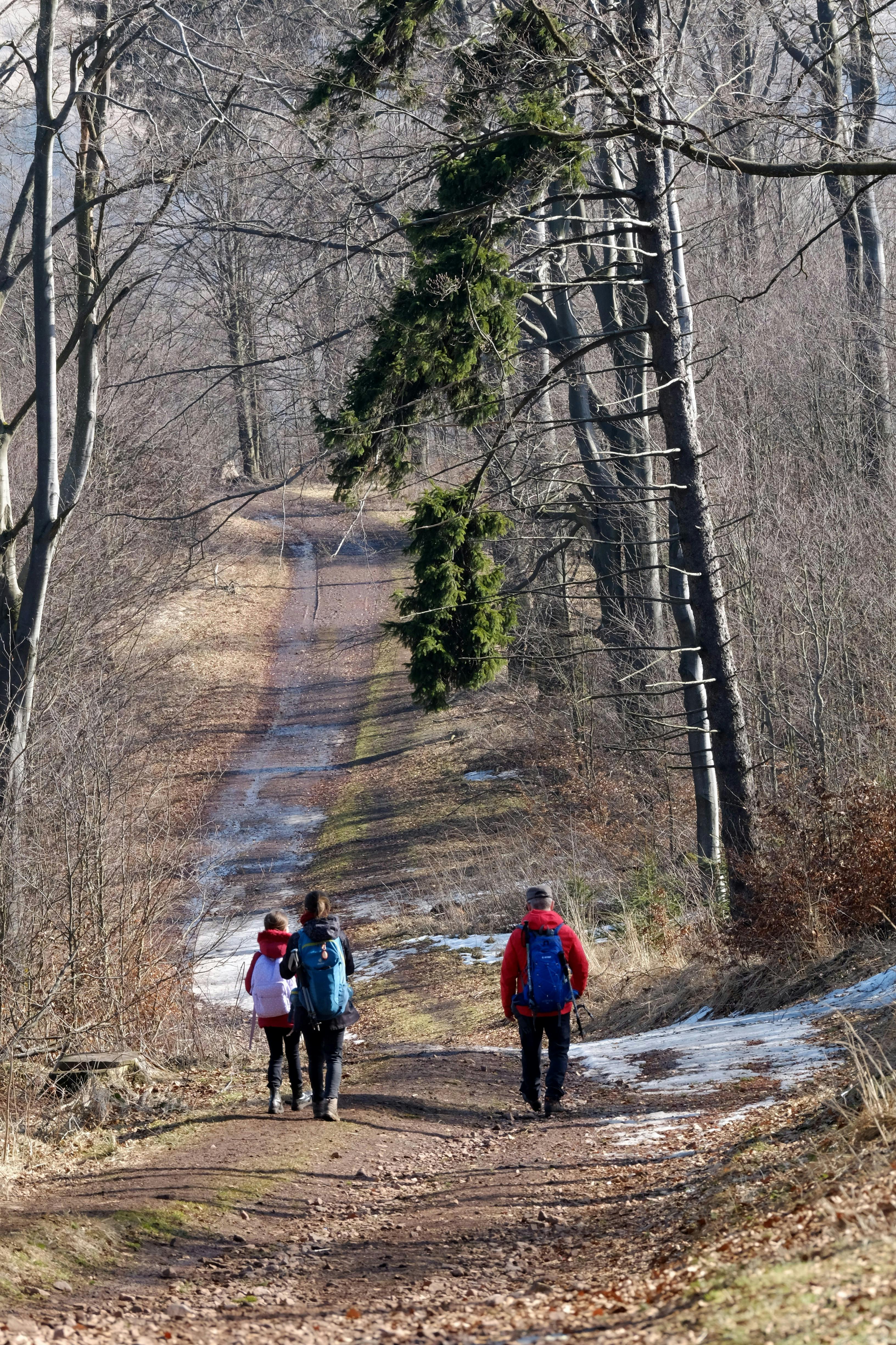 Three Hikers on Winter Forest Trail