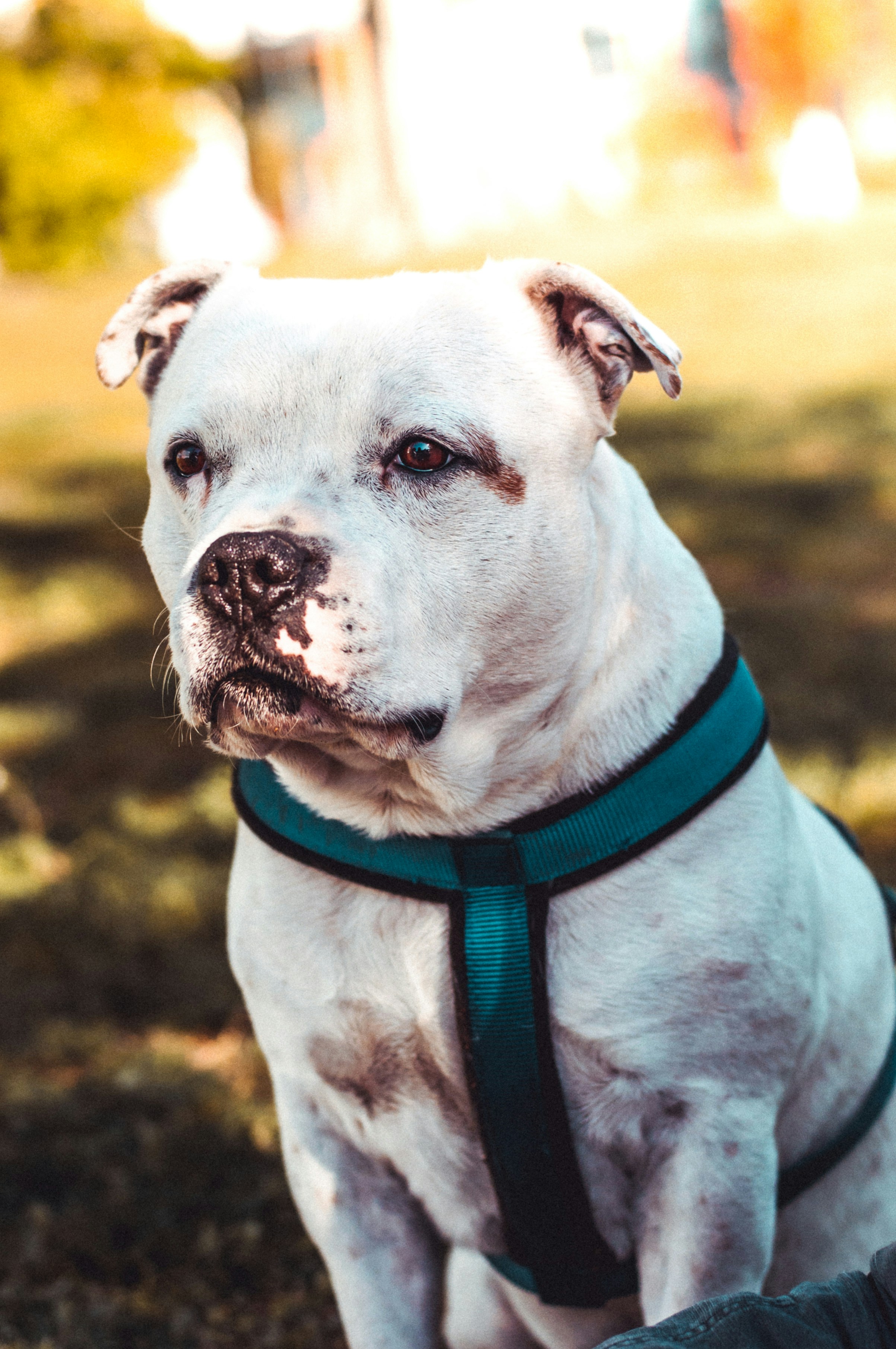 White Pit Bull in Sunlit Park