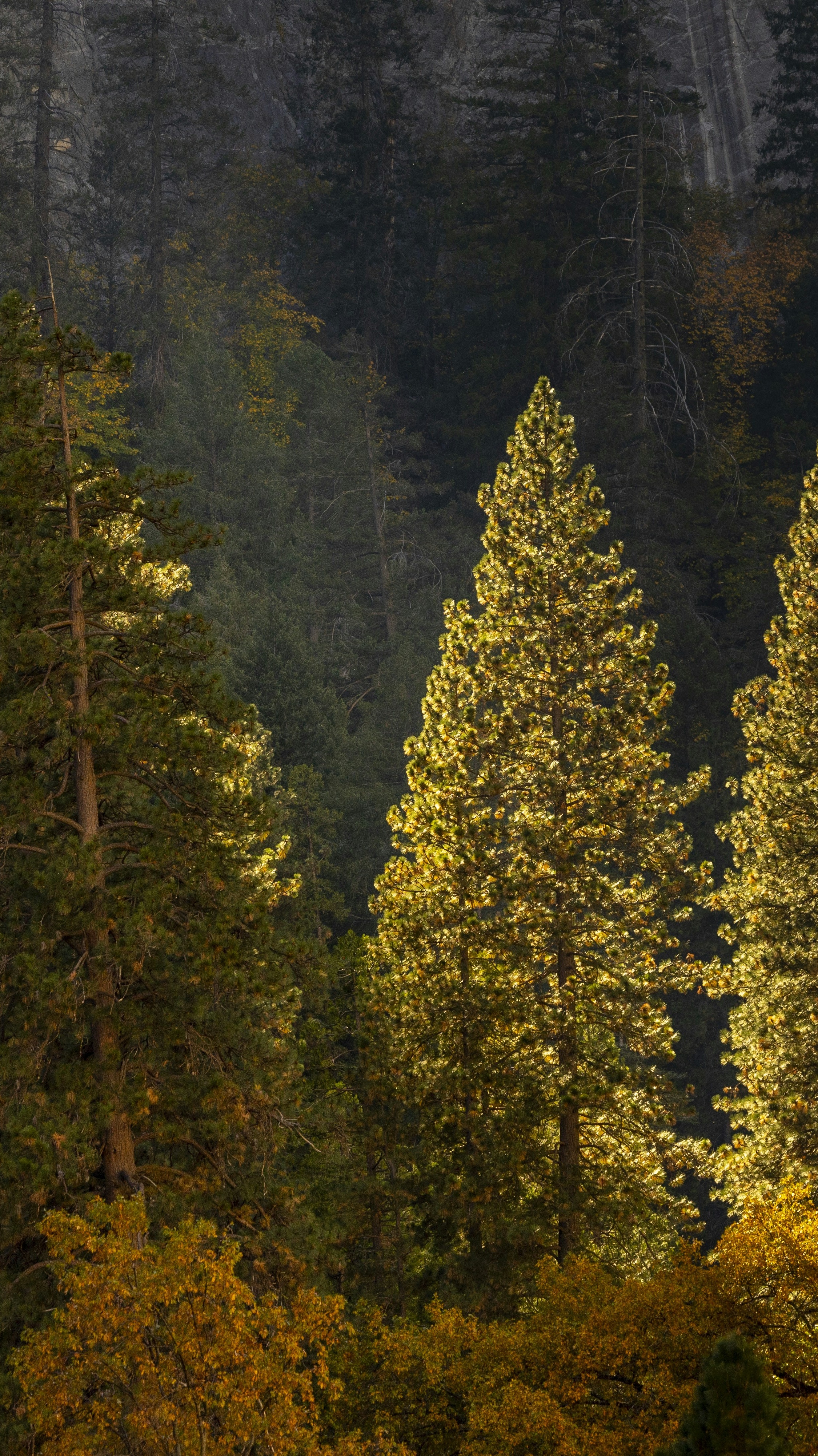 Sunlit Pine Forest in Autumn
