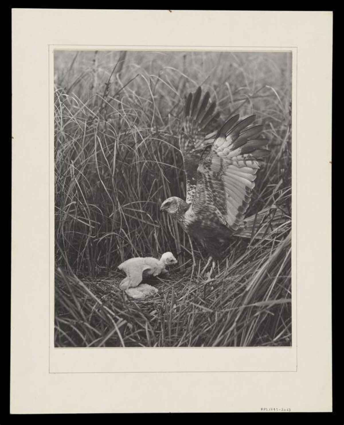 Adult Harrier and Chick in Reed Nest
