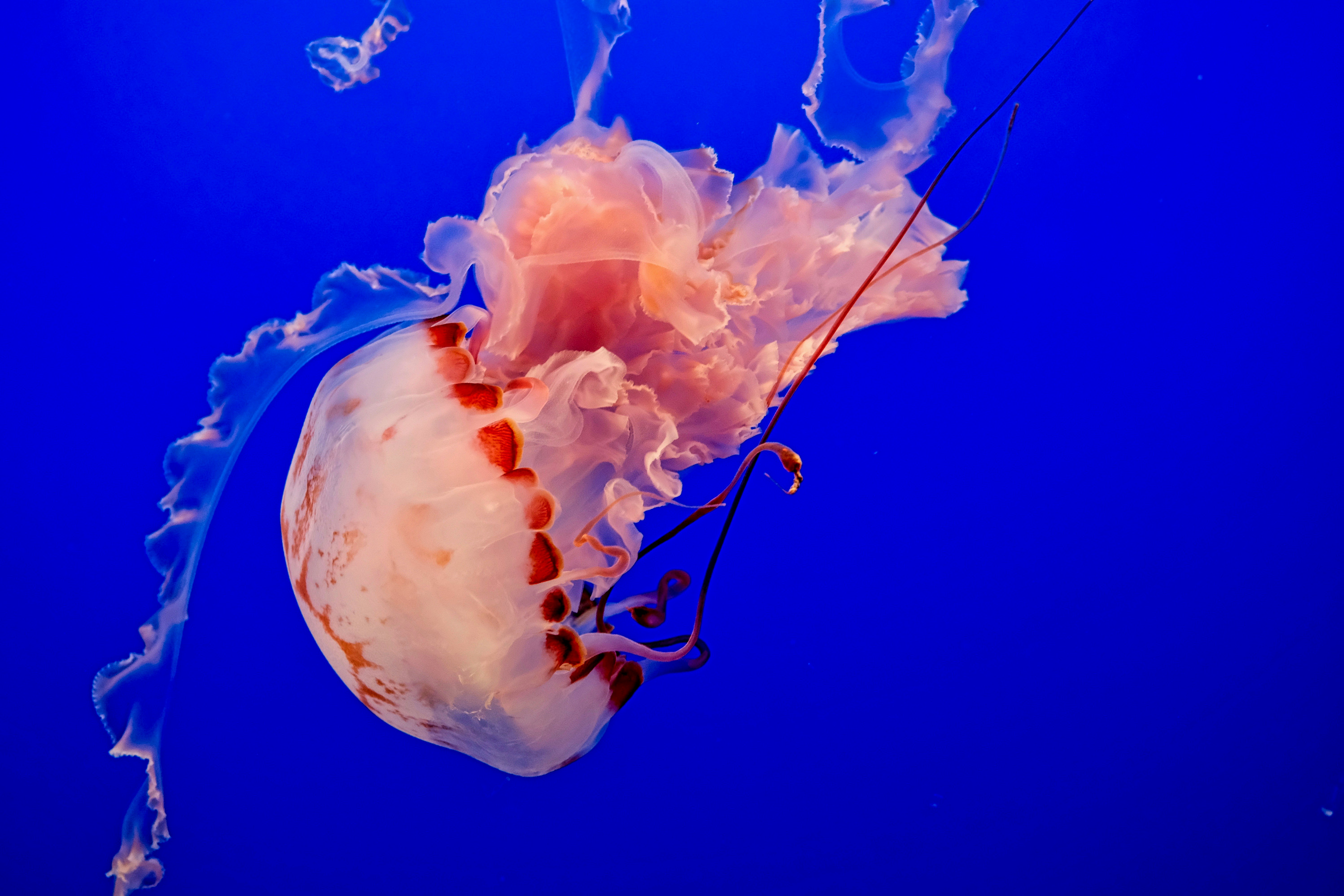 Pink Jellyfish in Deep Blue Water