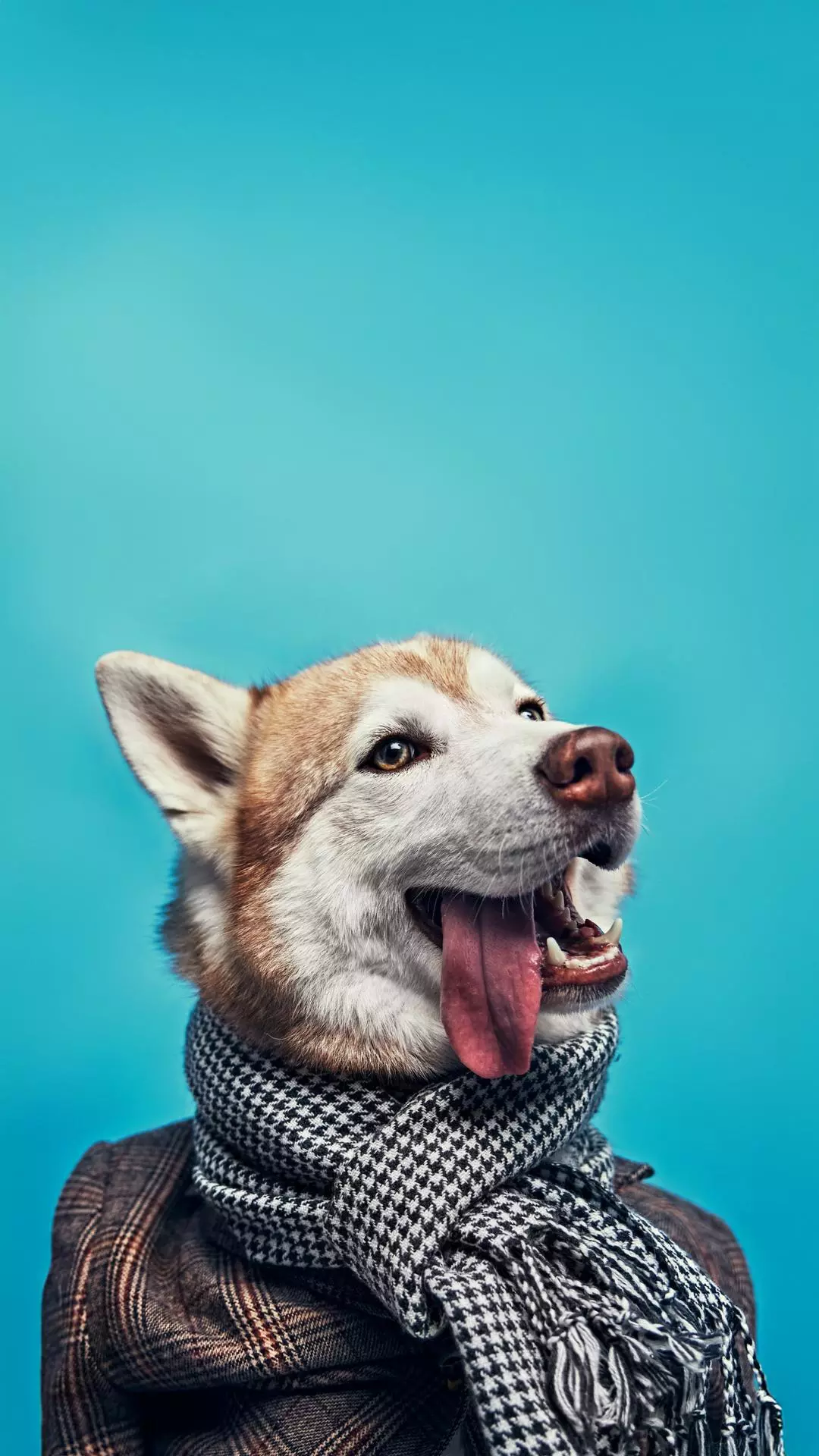 Stylish Dressed Husky Dog Portrait