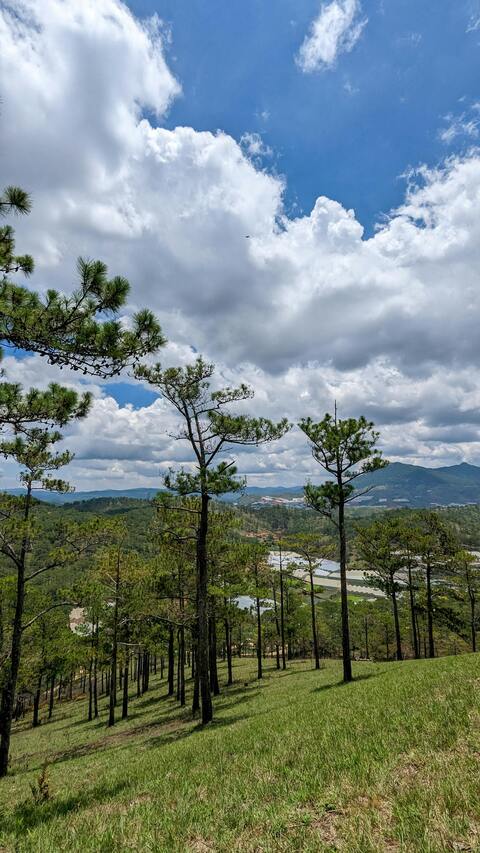 Pine Forest Hillside Landscape