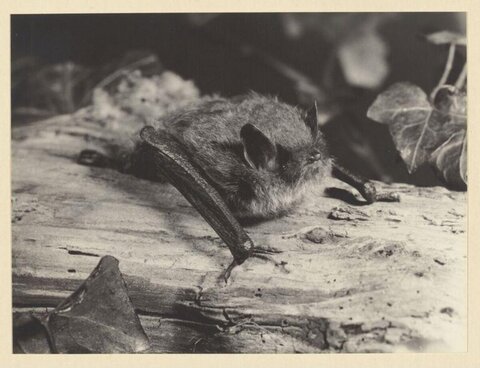 Bat Resting on Fallen Log