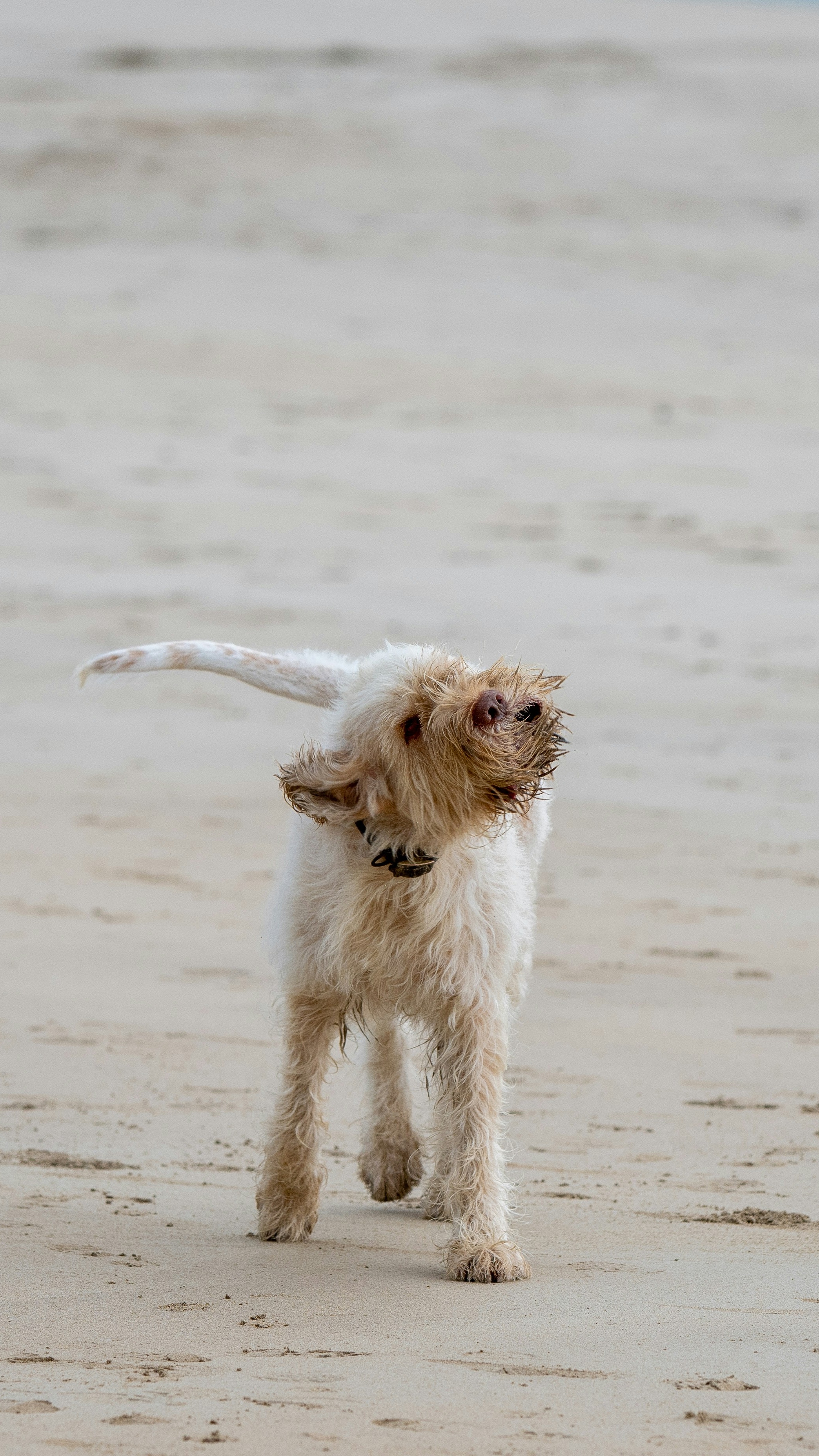 Shaggy Dog Shaking On Beach
