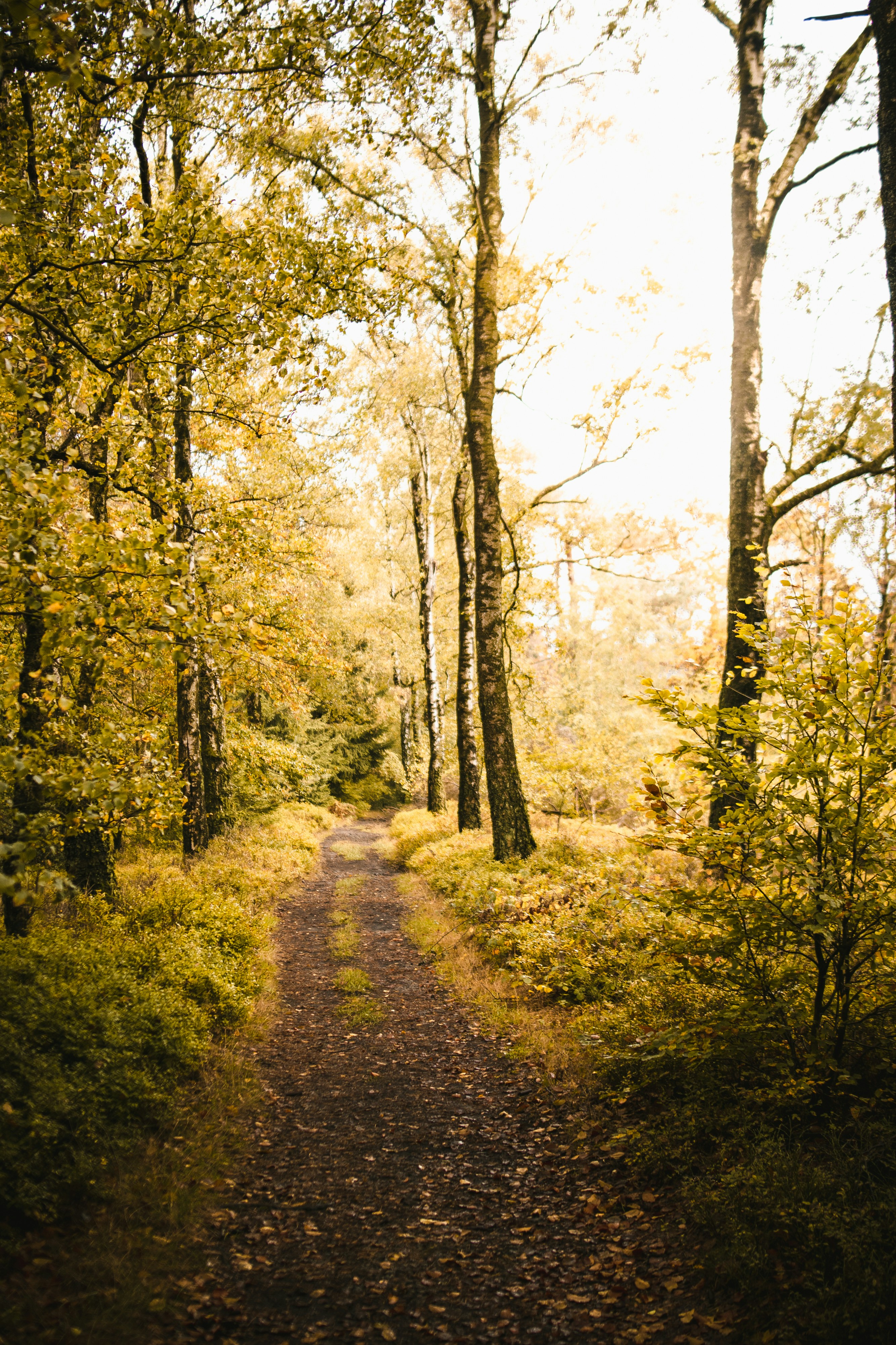 Autumn Forest Trail