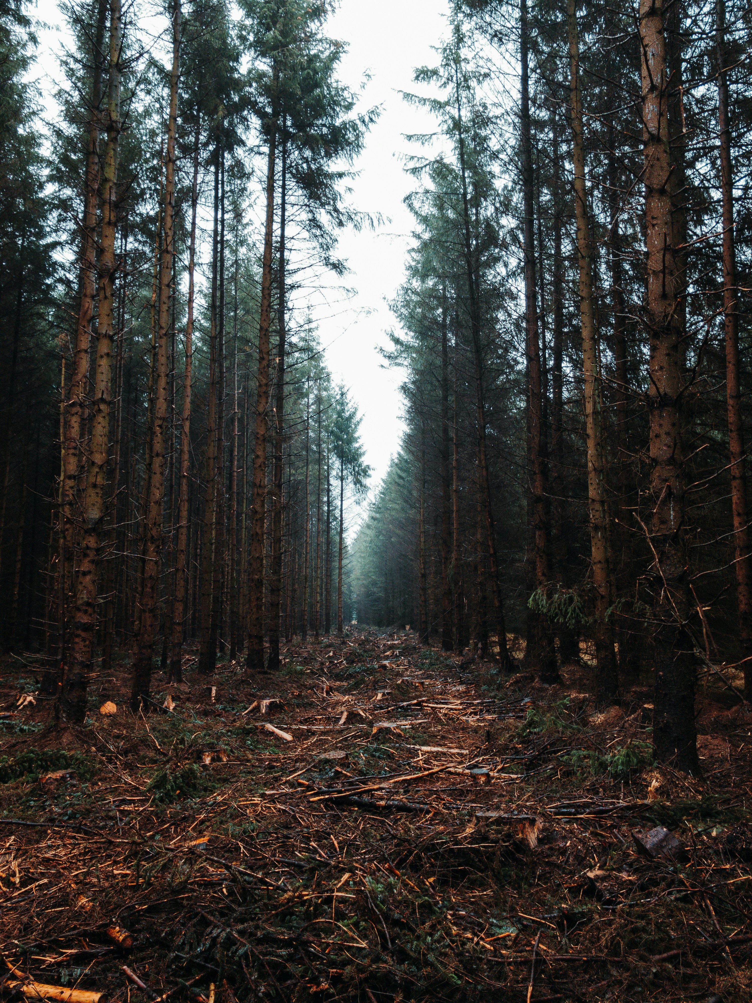 Cleared Path Through Coniferous Forest — Scenery Wallpapers