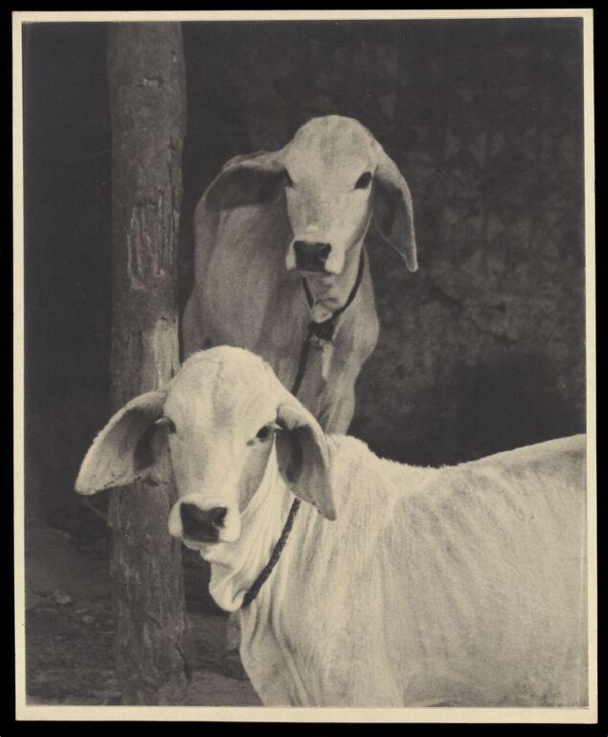 Two Cattle Facing Camera