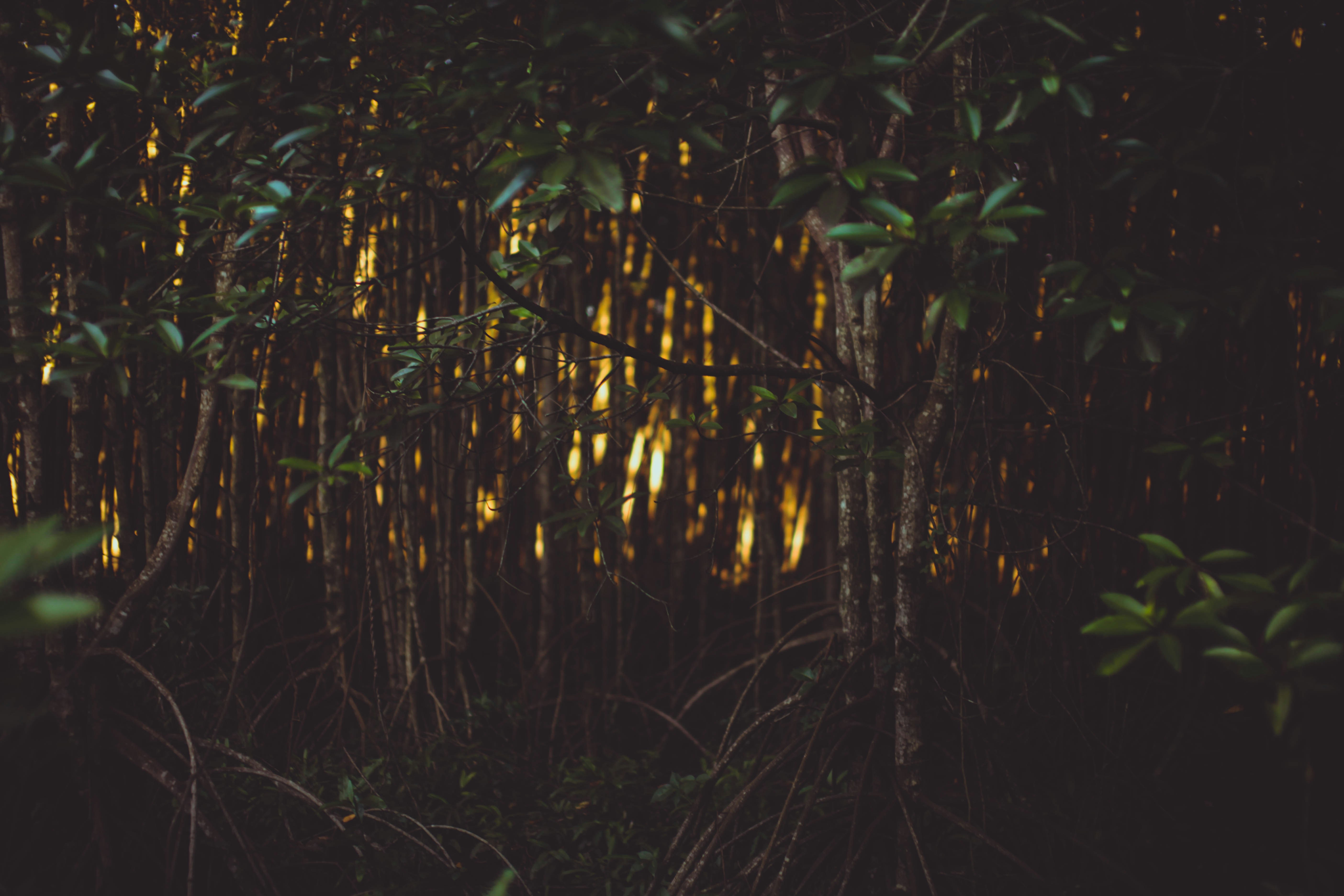 Sunlight Through Dense Forest