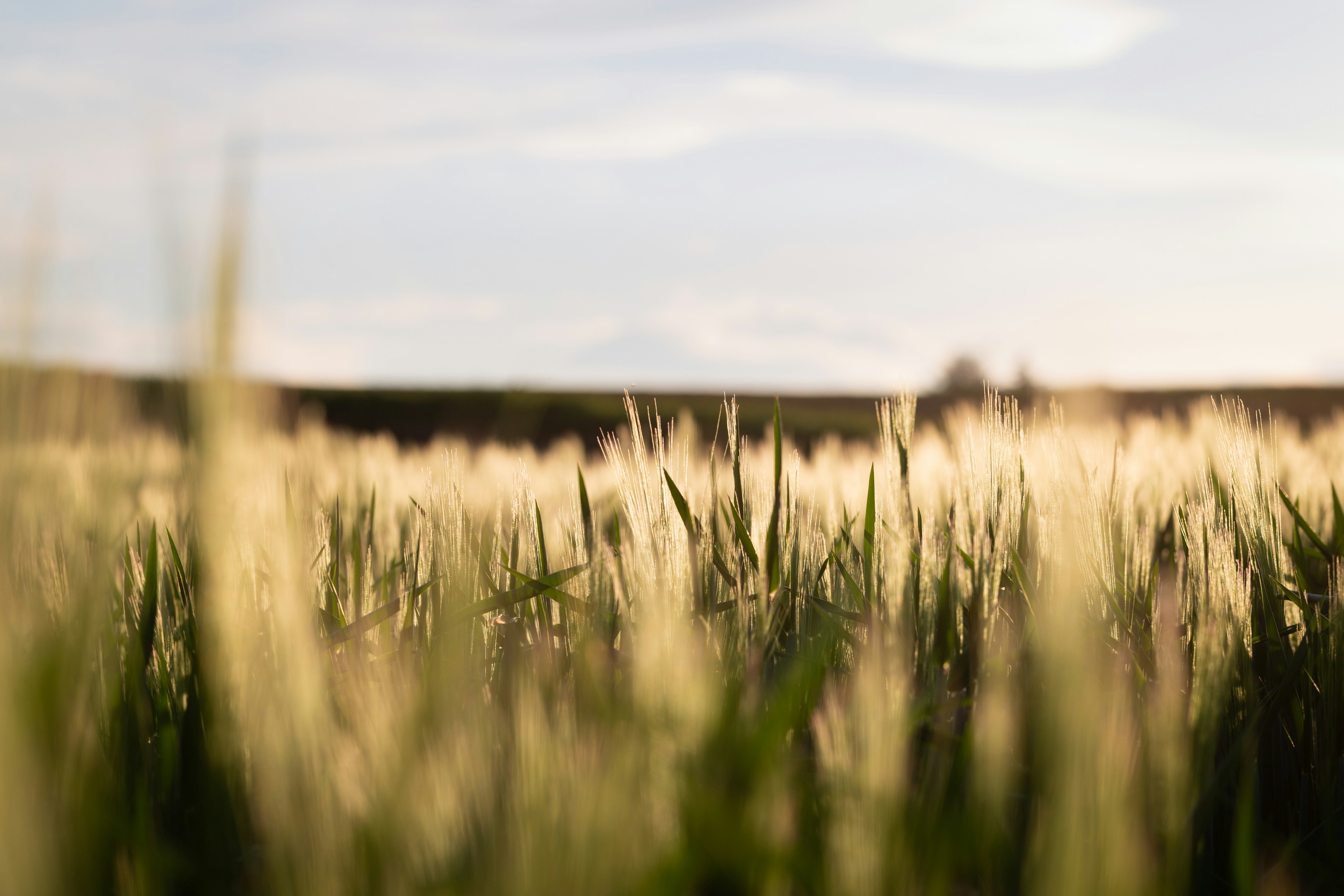 Sunlit Grass Field at Sunset