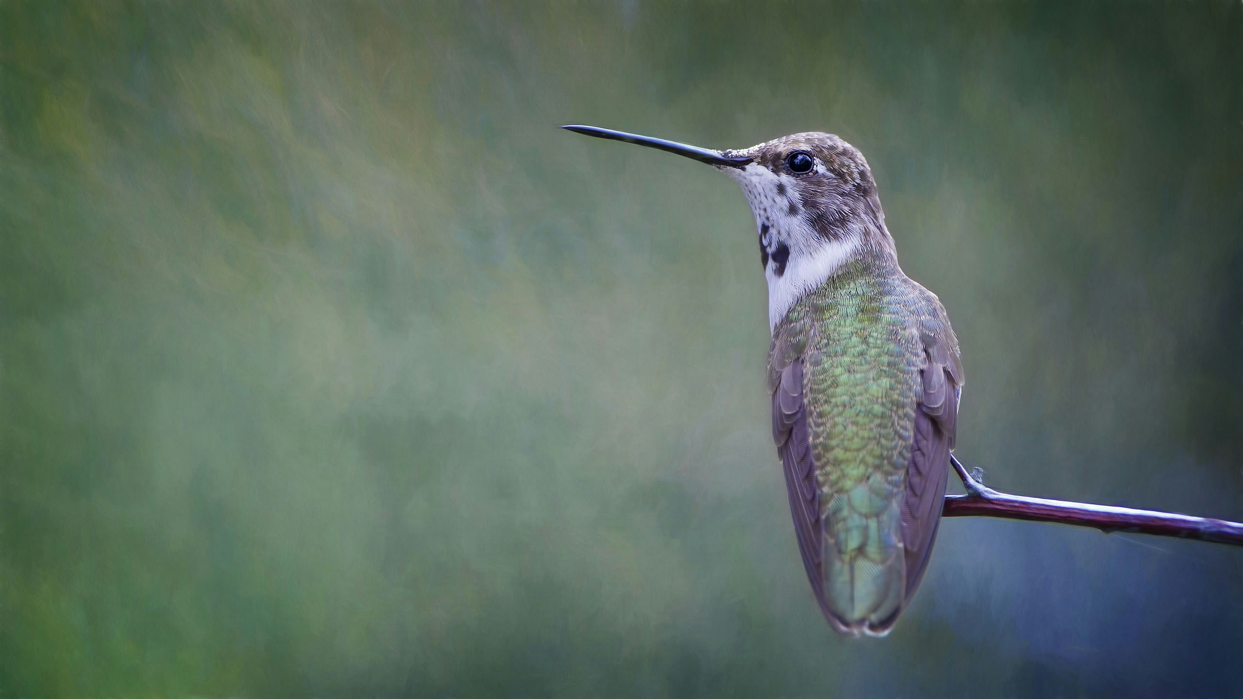 Hummingbird Perched on Branch
