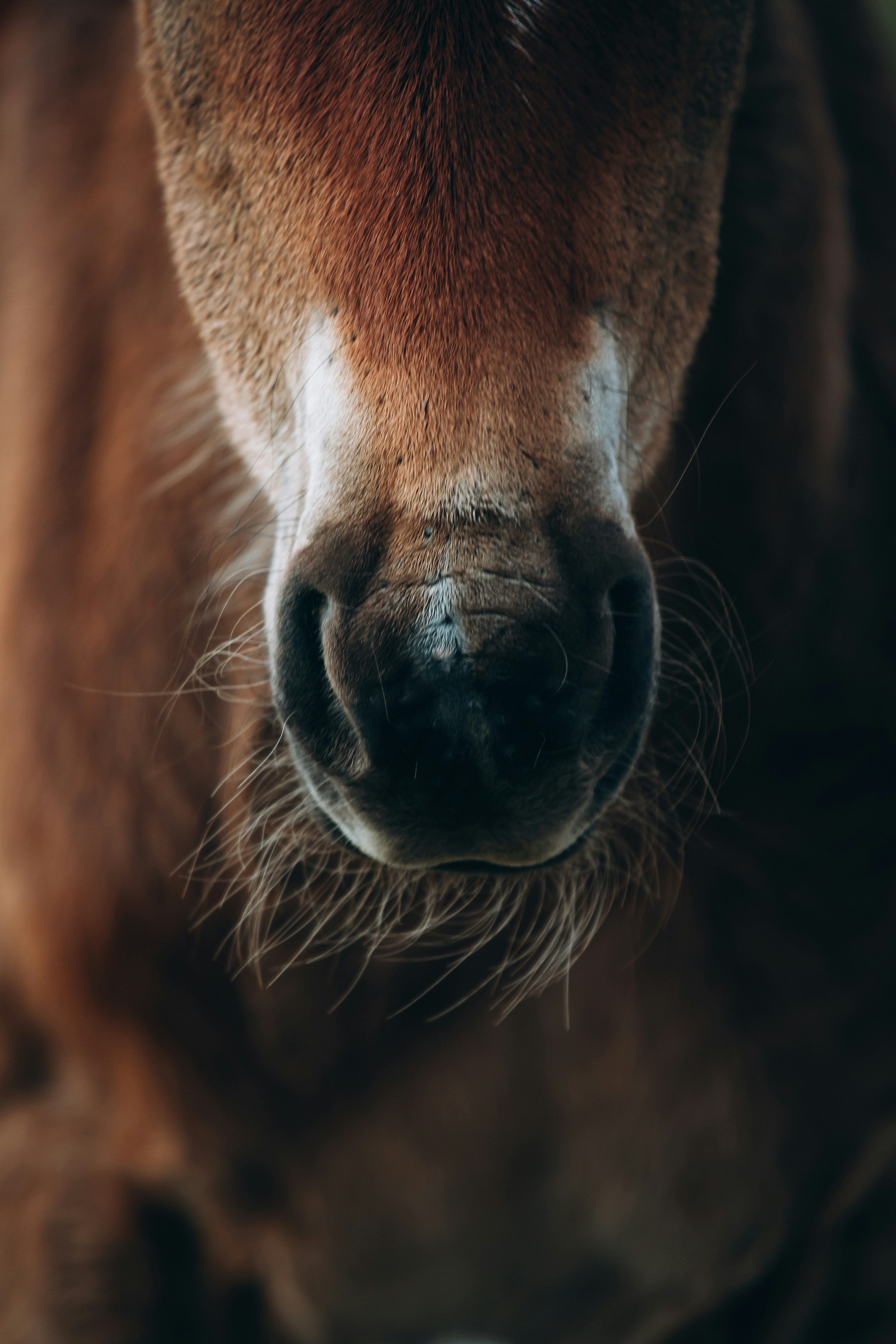 Close-up of a Horse's Muzzle