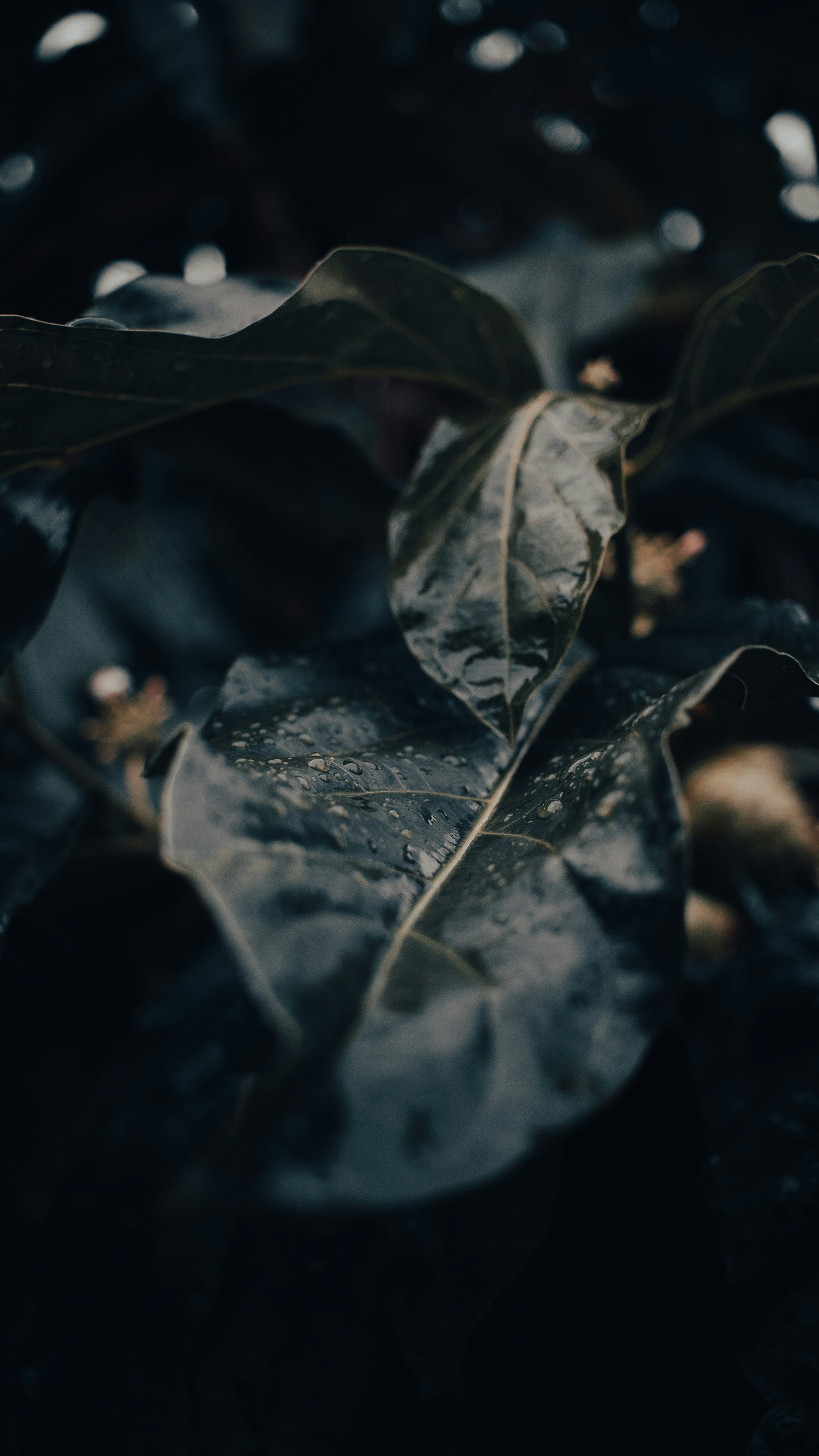 Wallpapers