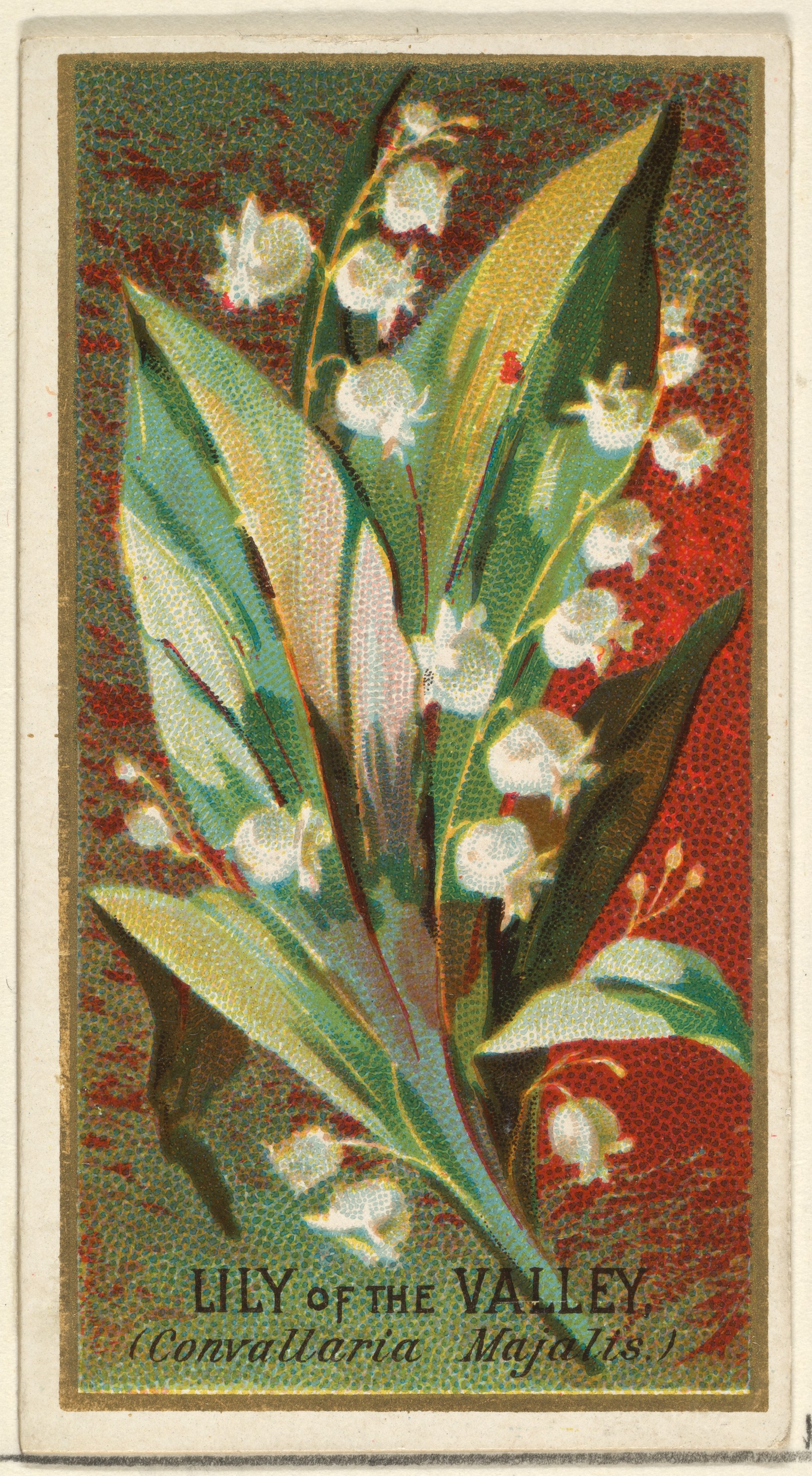 Vintage Lily of the Valley Illustration