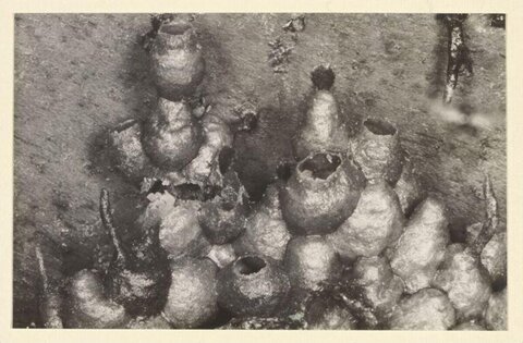 Cluster of Wild Wasp Nests