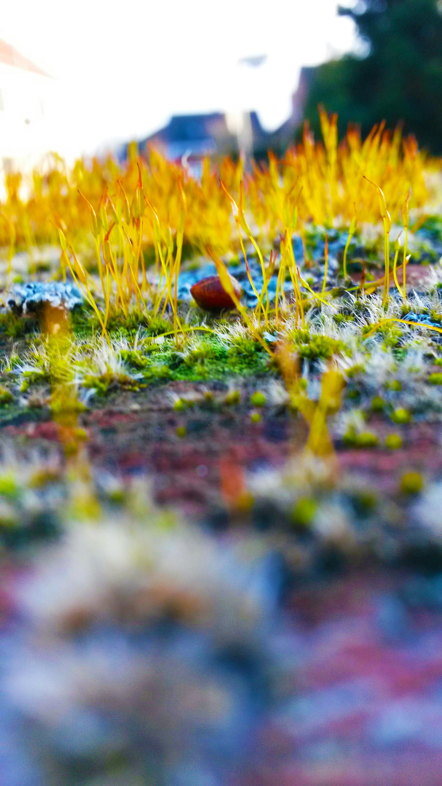 Yellow Spore Stalks on Mossy Brick