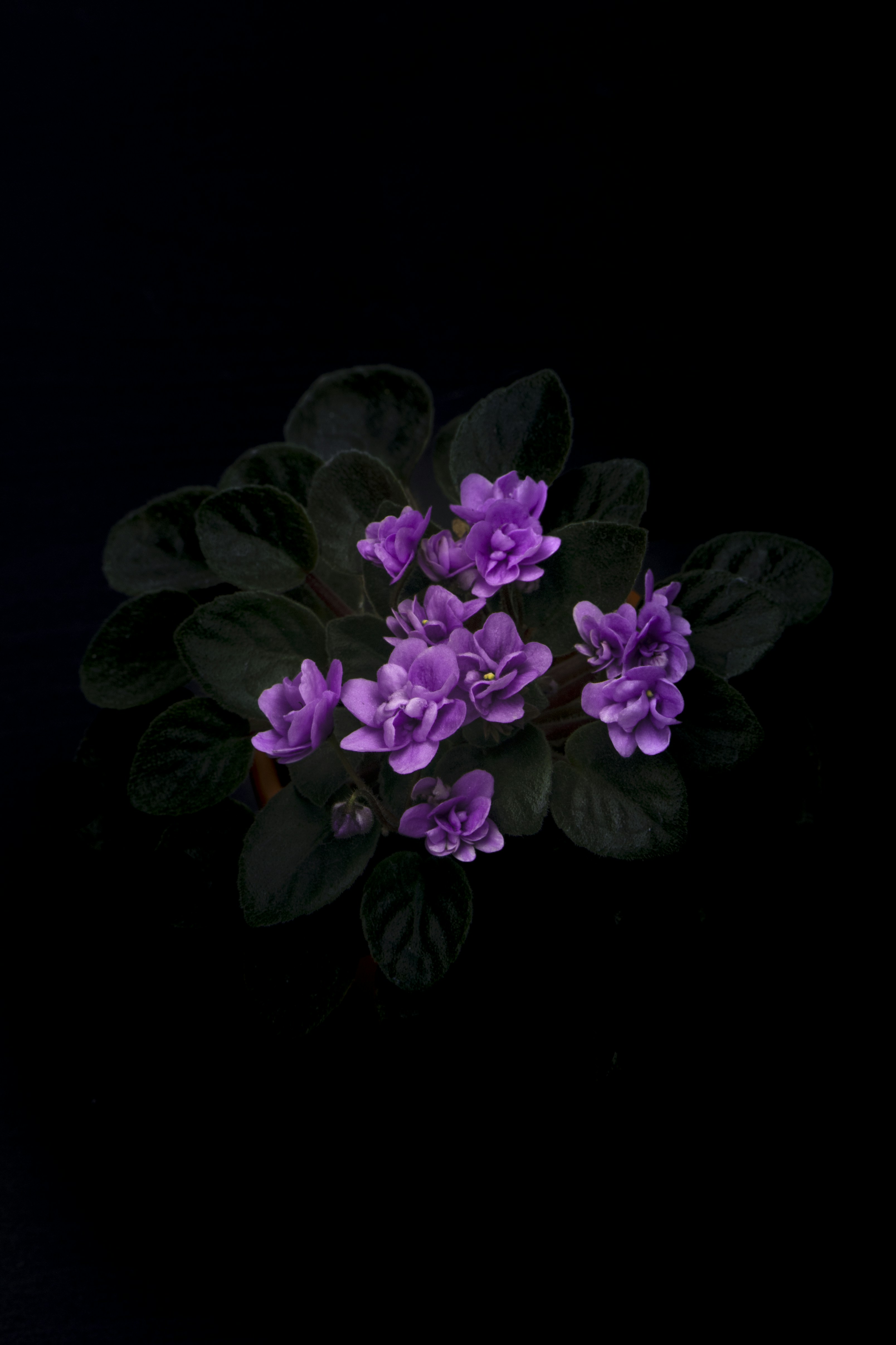 Purple African Violet on Black Background