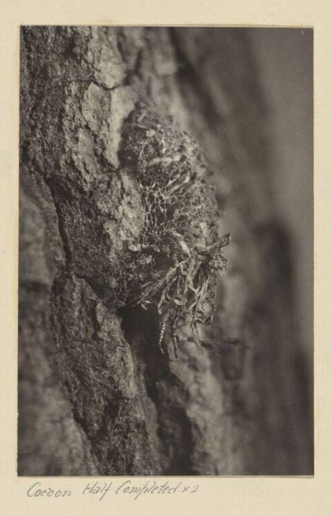 Half Completed Cocoon on Tree Bark