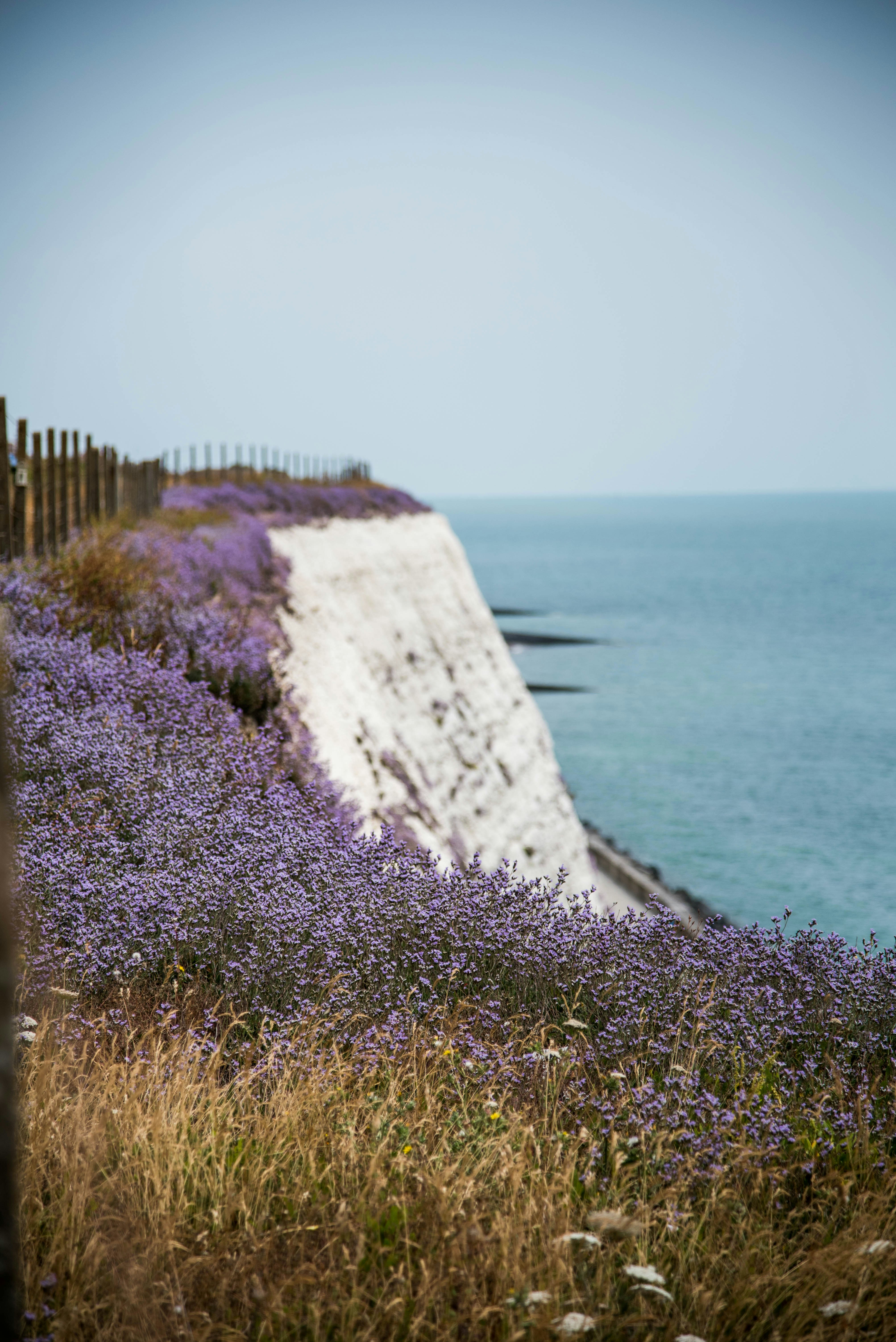 White Cliffs with Coastal Wildflowers