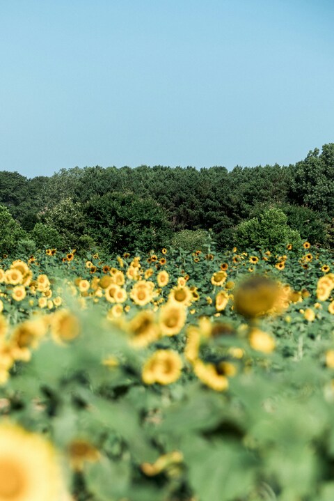 Sunflower Field Under Clear Sky