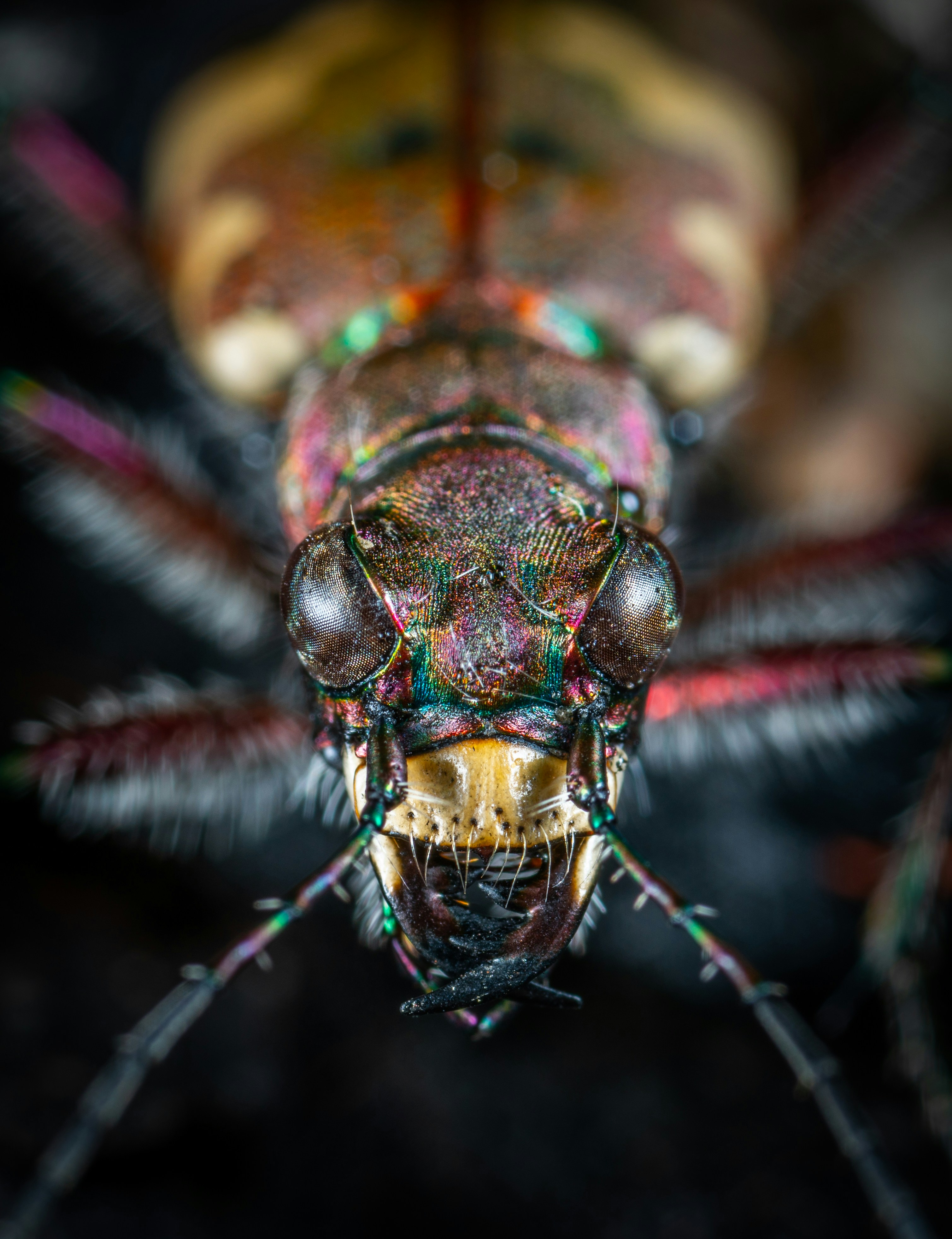 Close-up of Tiger Beetle Head