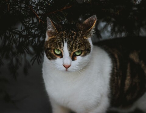 Green-eyed Tabby White Cat