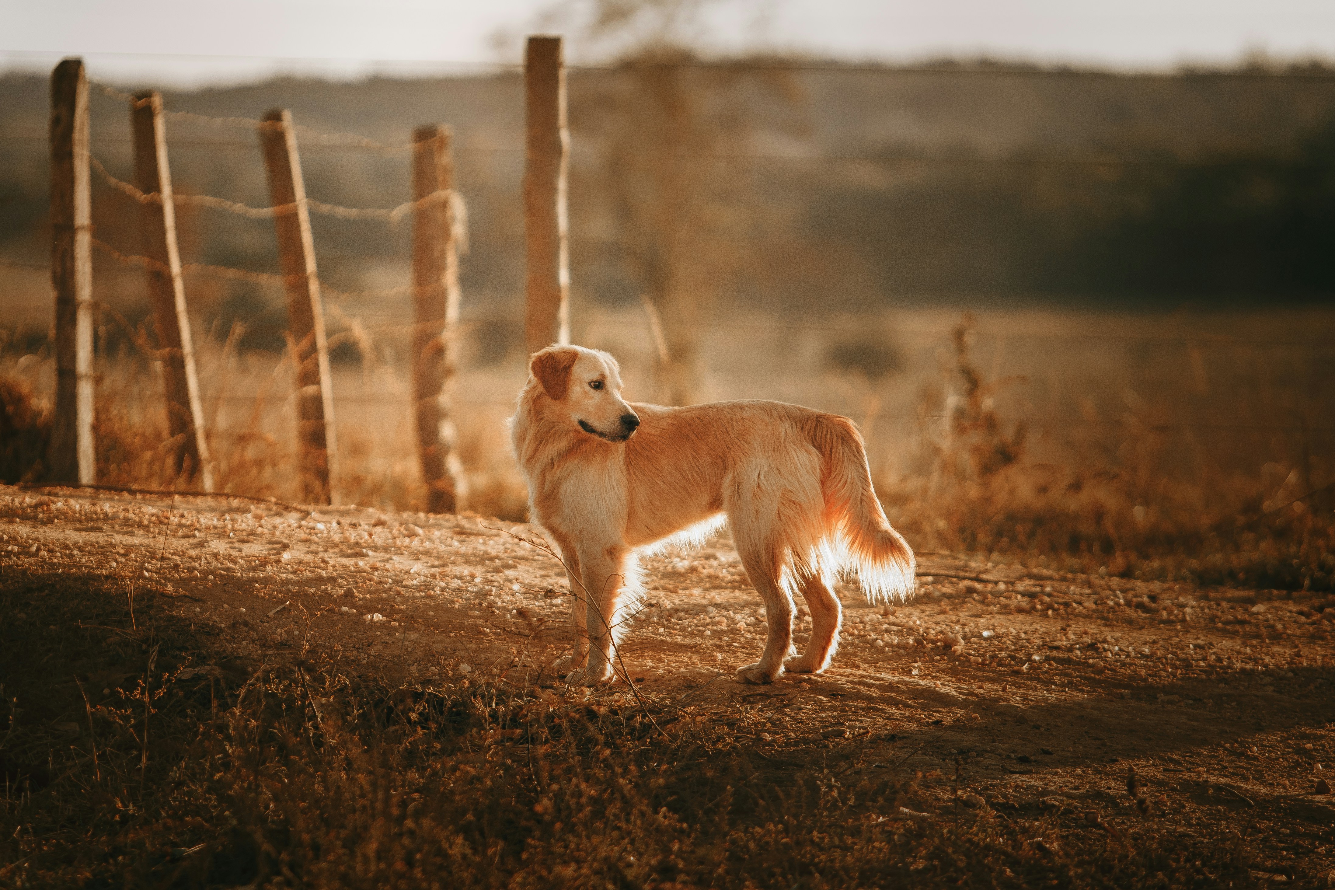 Golden Retriever on Rural Dirt Path