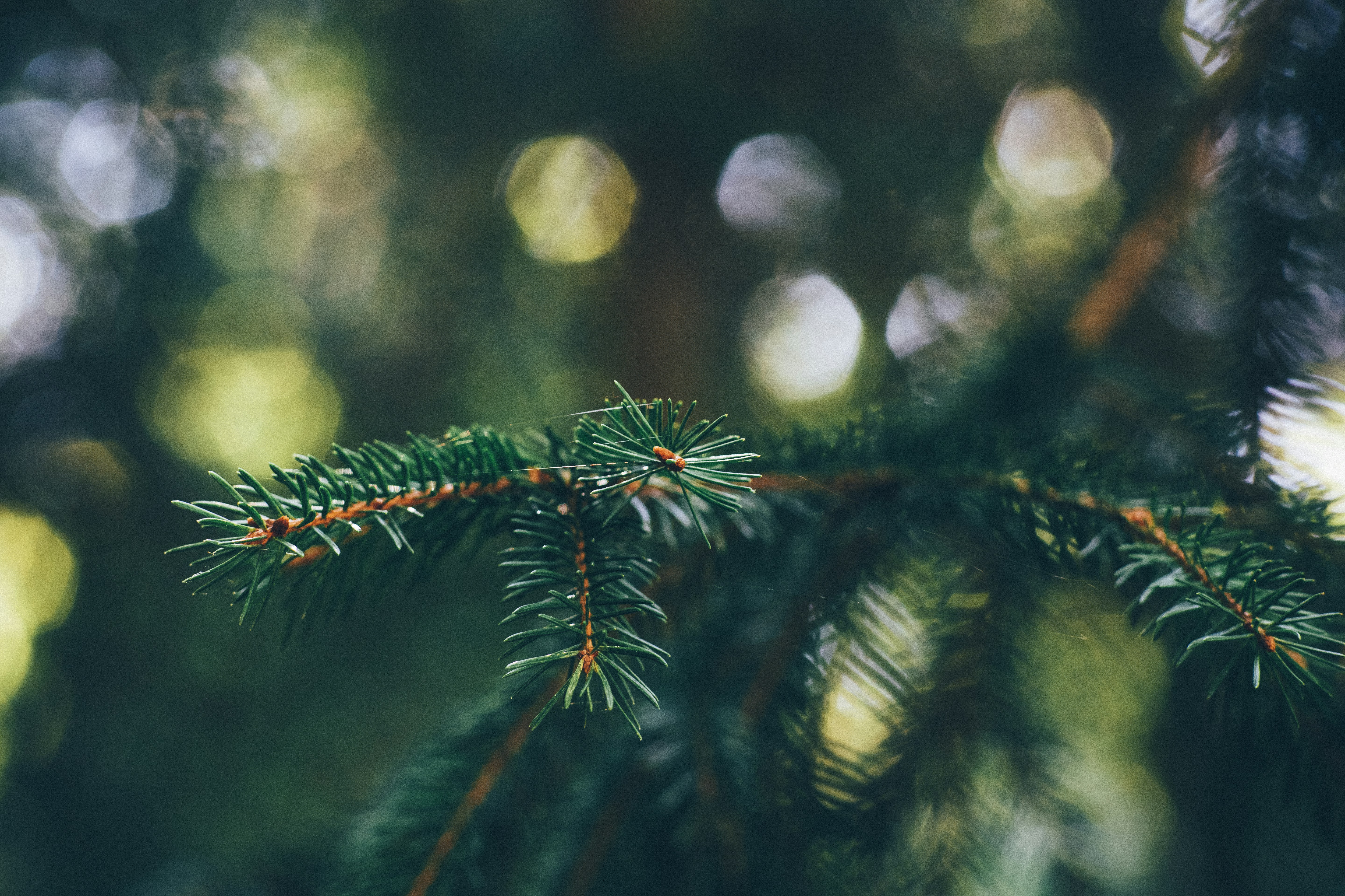 Close-up of Spruce Tree Branch