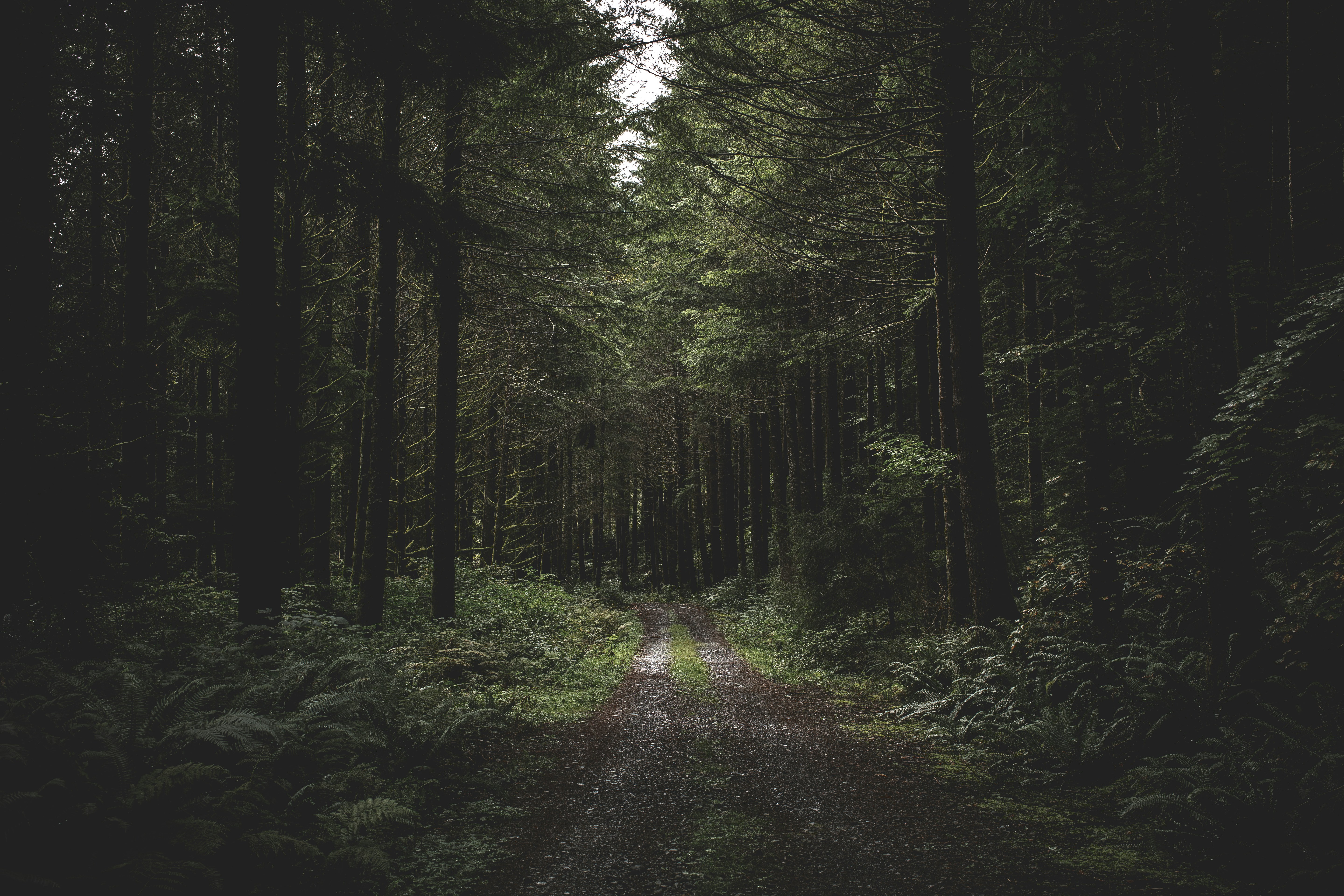 Dirt Path Through Dense Forest