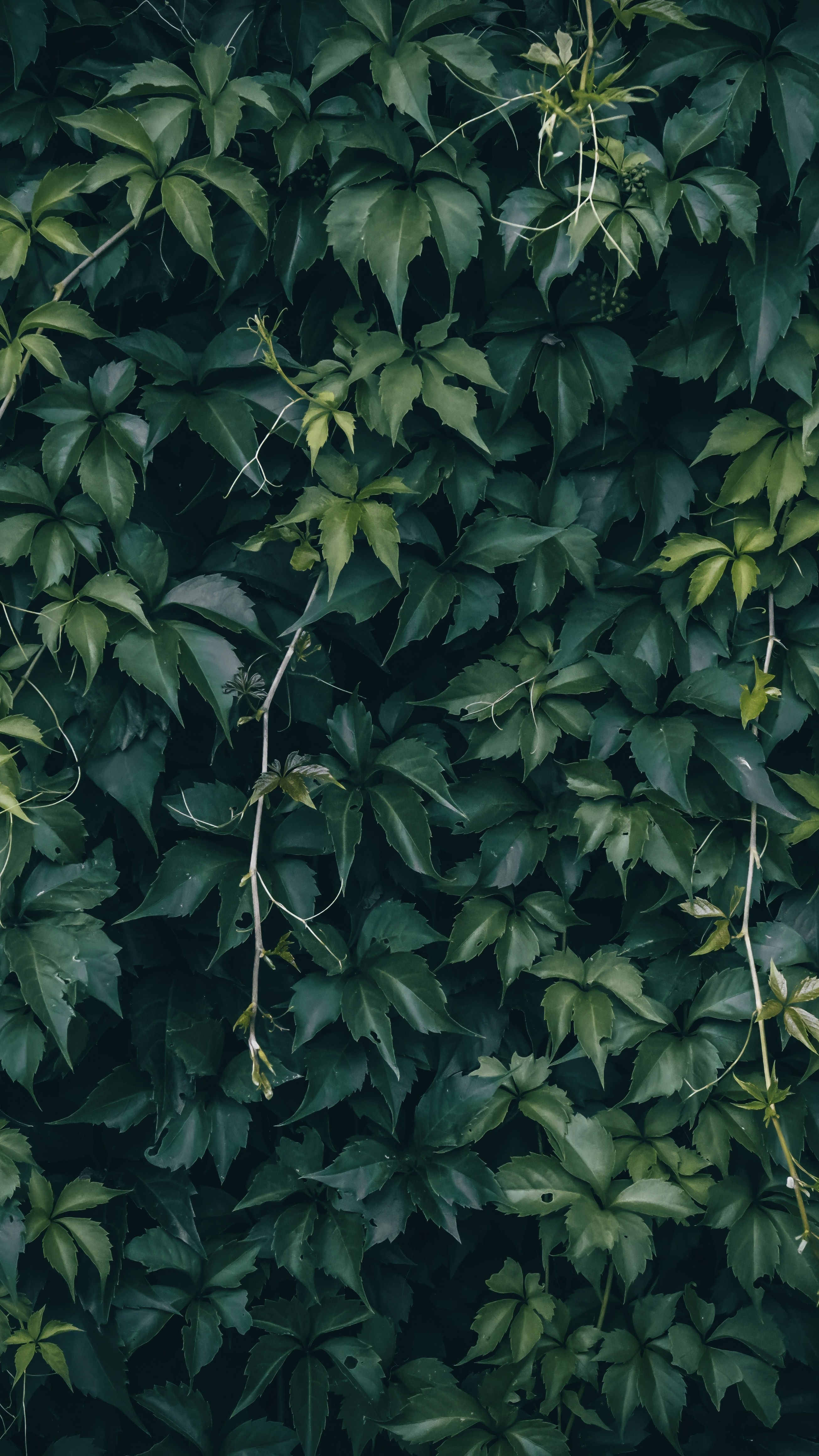 Wallpapers