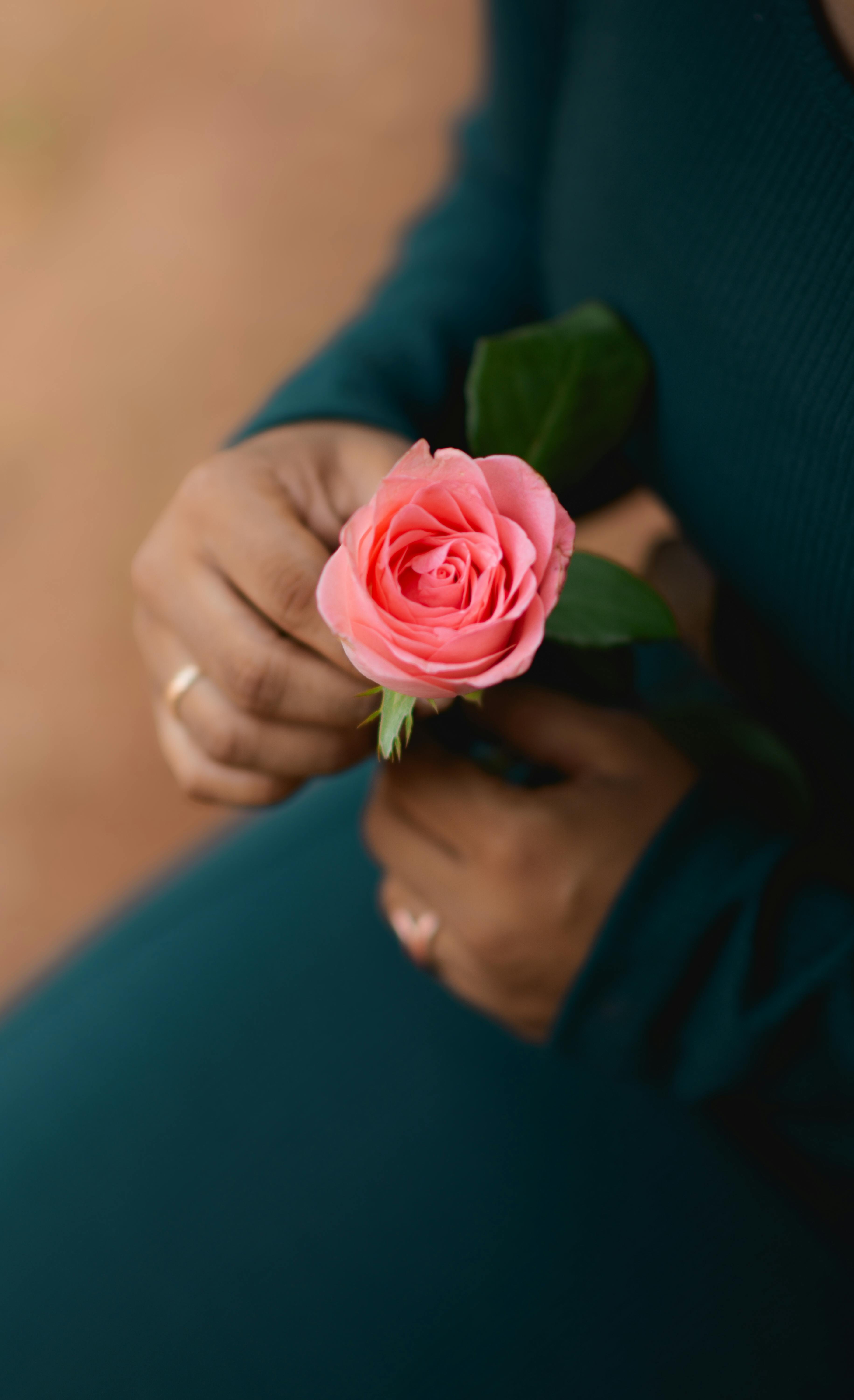 Hands Holding a Pink Rose