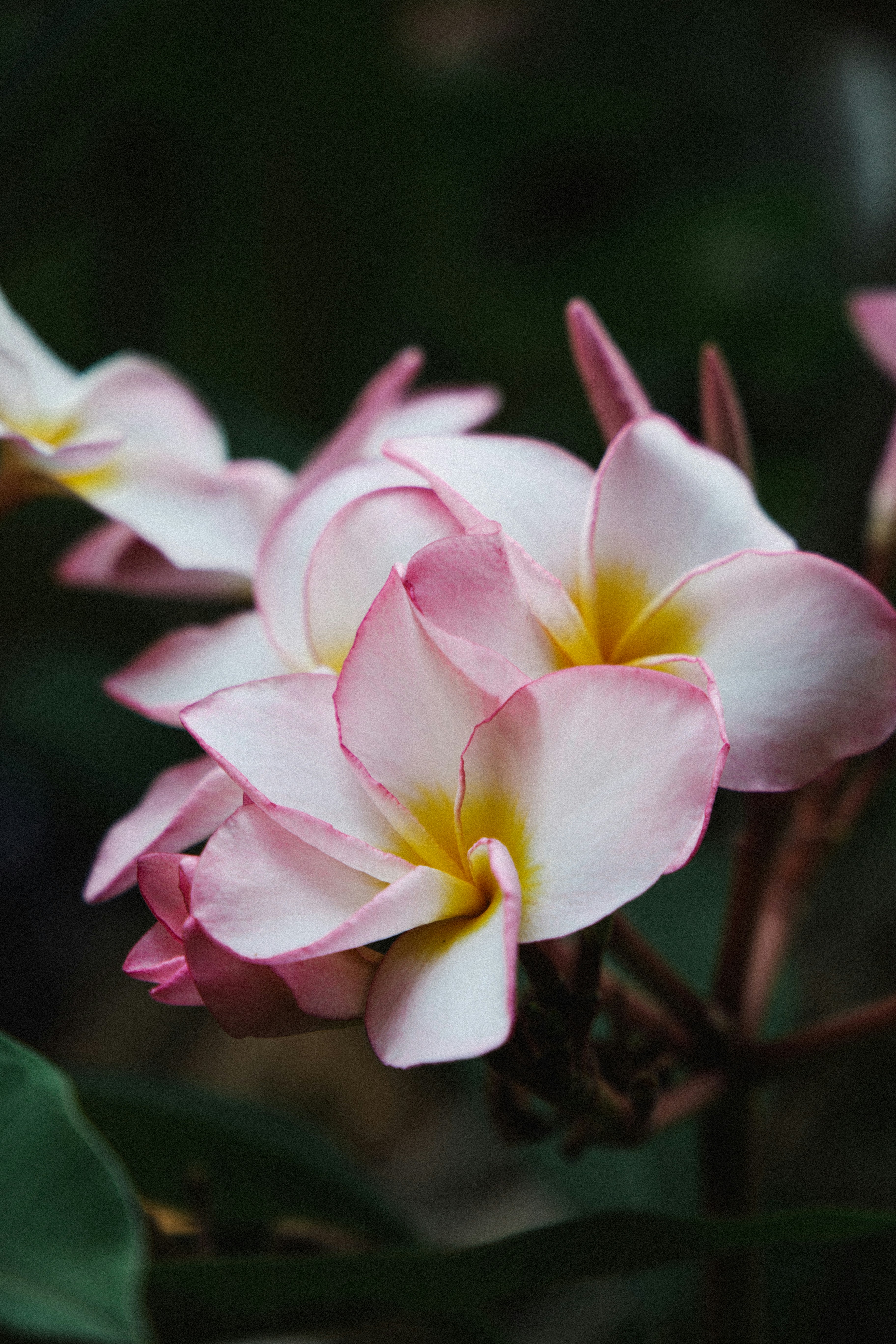 Pink Plumeria Flowers Close-up