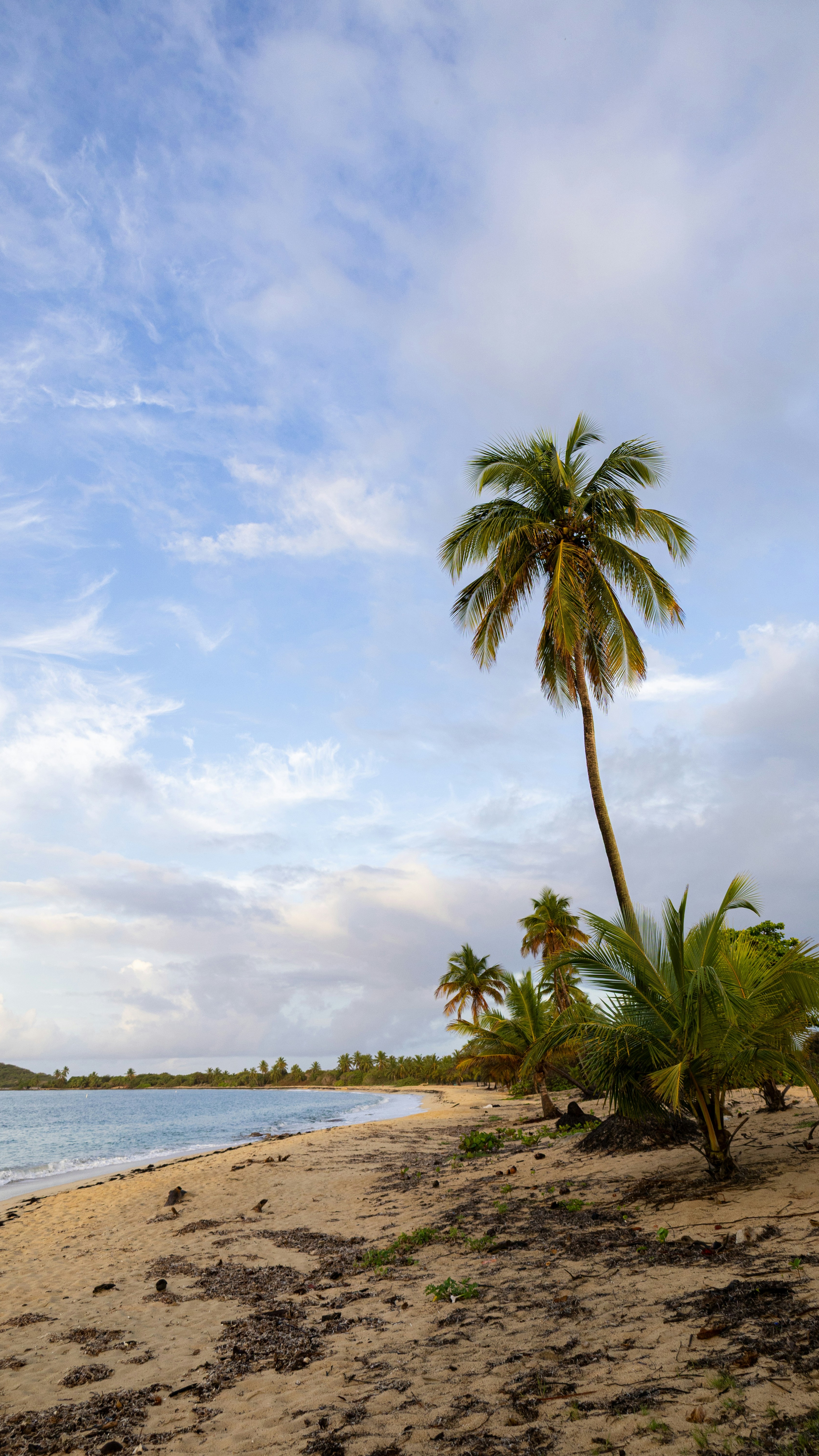 Tropical Beach with Palm Trees
