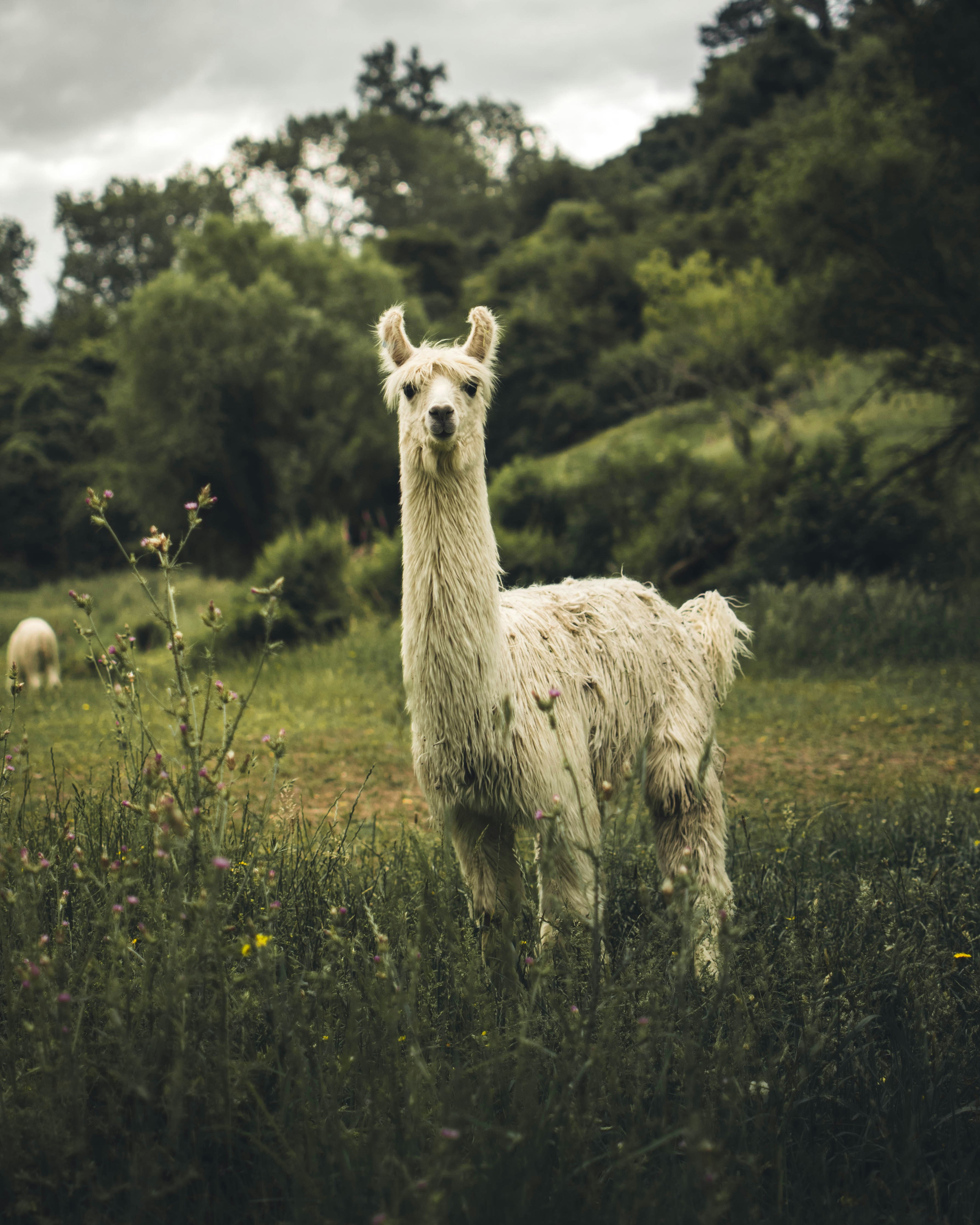 White Llama on Grassy Pasture