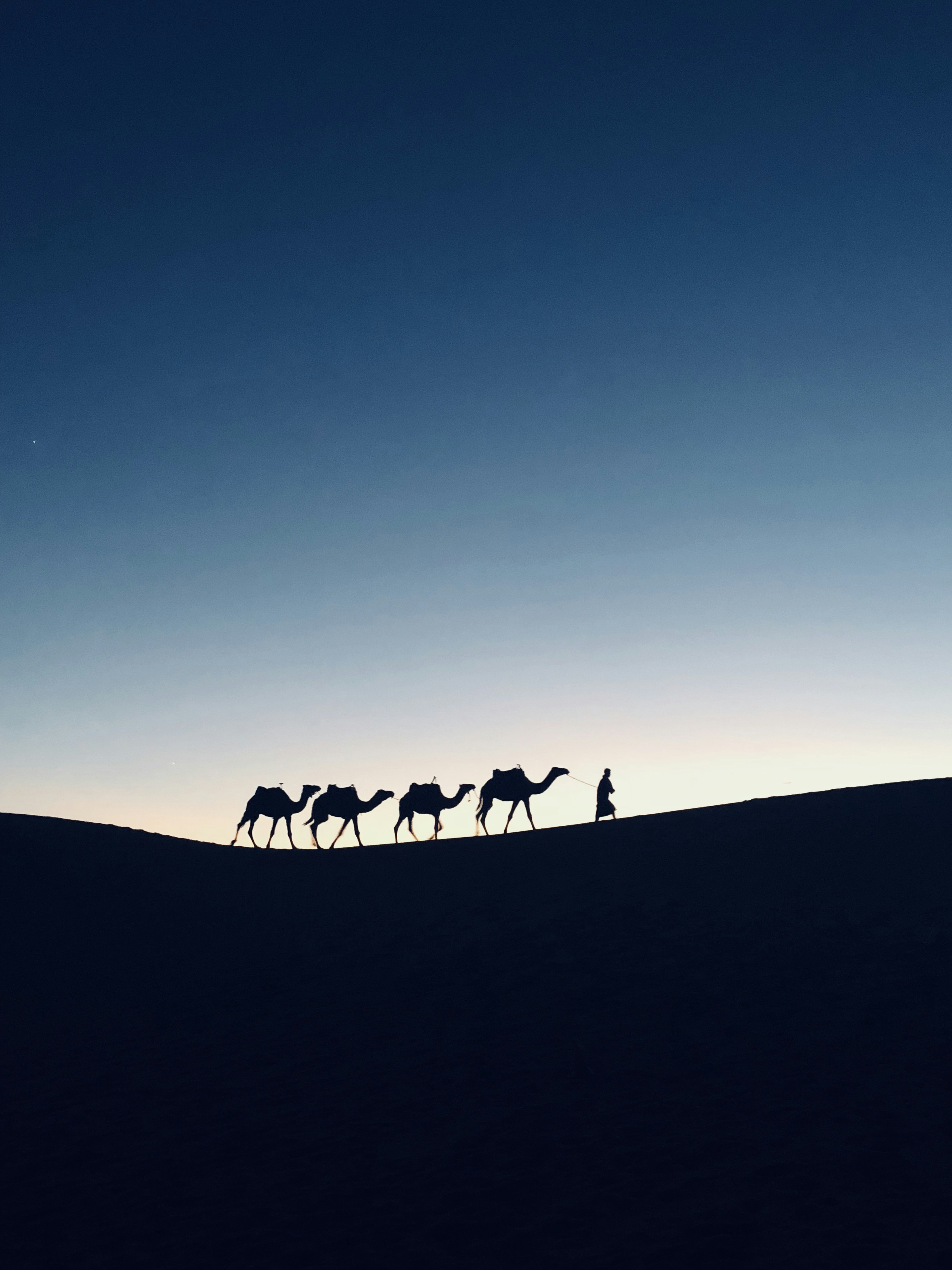 Desert Camel Caravan Silhouette at Dusk