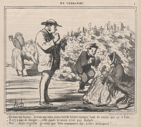 Vintage Grape Harvest Cartoon