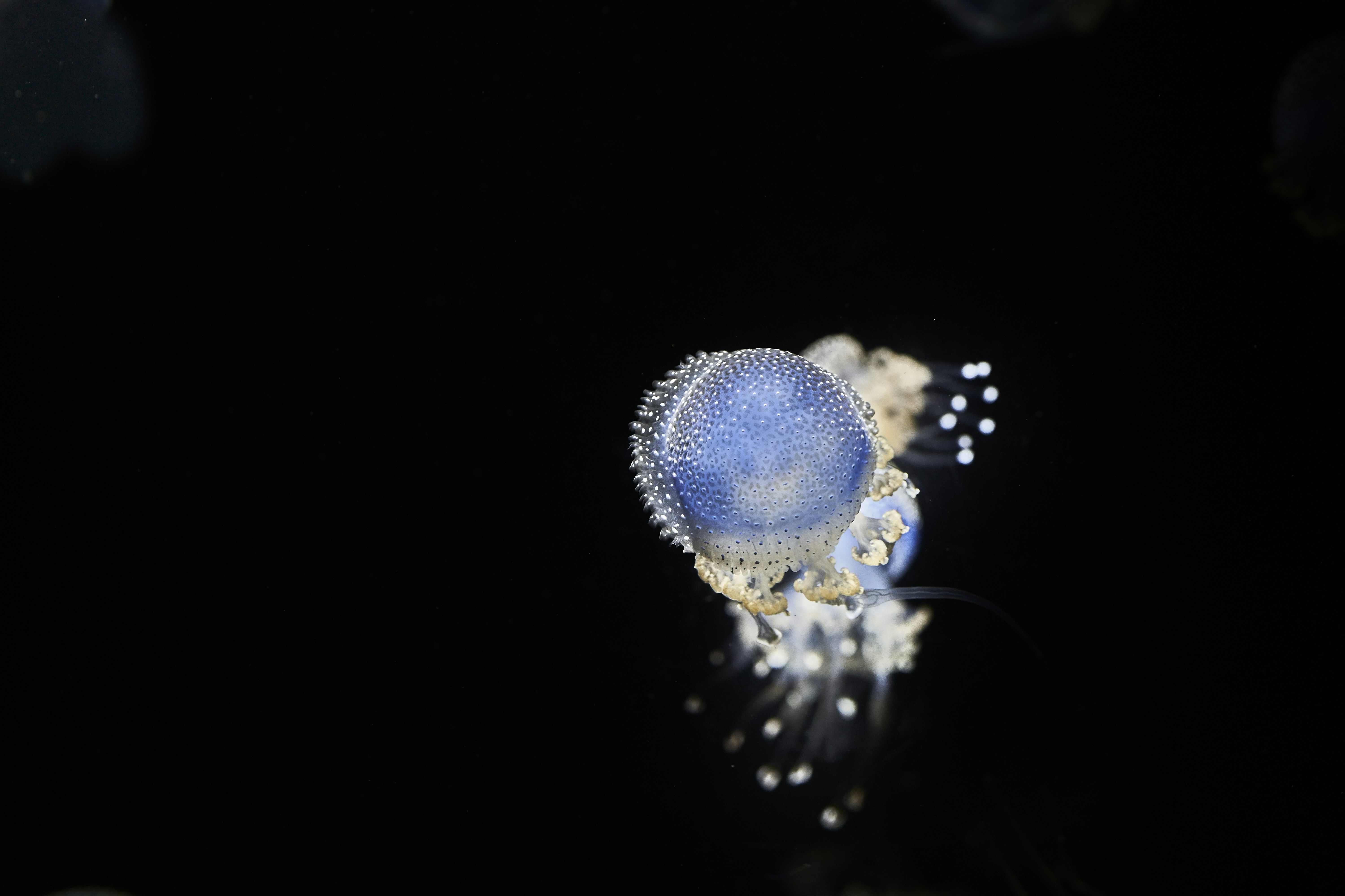 Blue Spotted Jellyfish